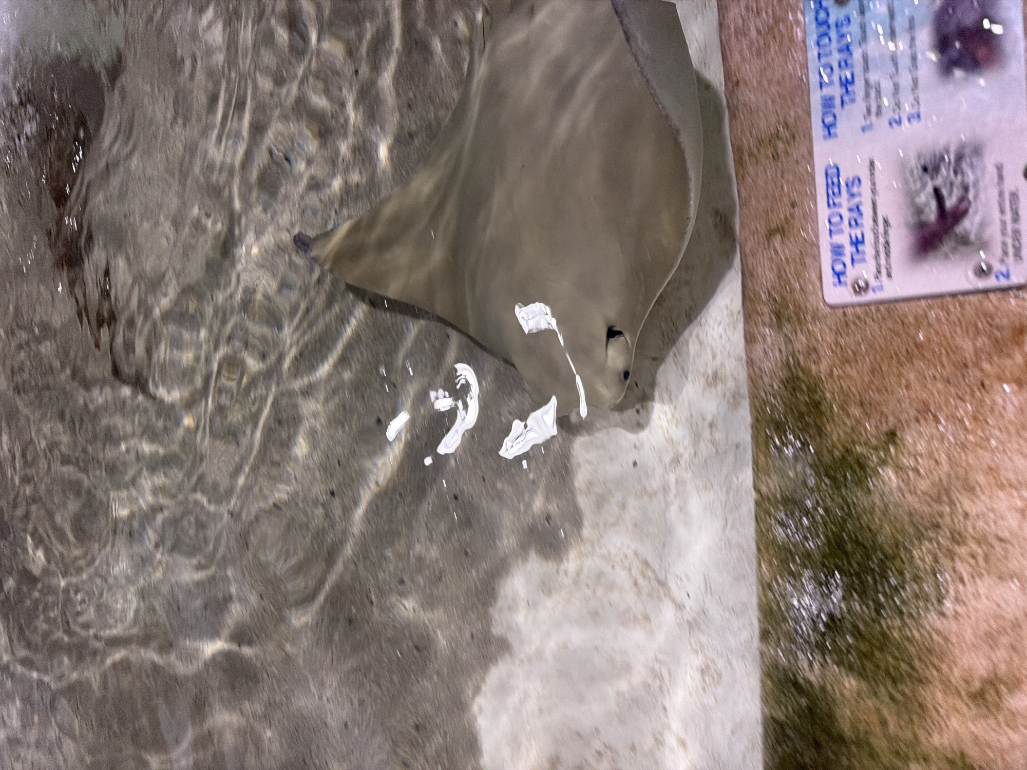 The image shows a stingray swimming in shallow water. The stingray is light brown and its body is flat and disc-shaped. Its eyes are visible on the top of its head. The water is clear and the bottom of the tank is sandy. There are some white reflections on the surface of the water. In the lower right corner of the image, there is a sign with instructions on how to feed and touch the rays. The sign is partially obscured by water. This image was taken at the Long Island Aquarium and Exhibition Center in Riverhead, New York, United States of America.