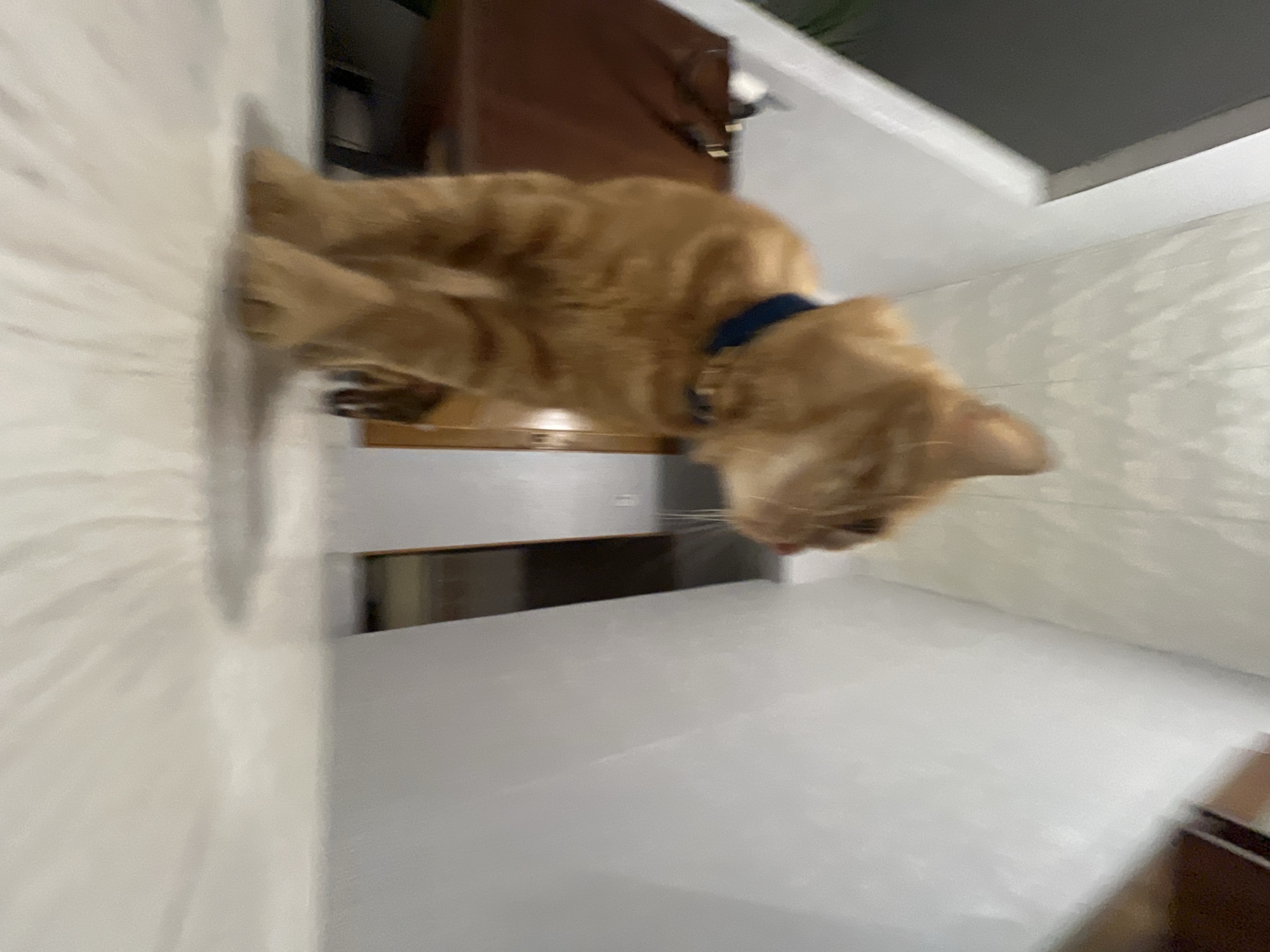 A medium-haired orange cat, wearing a dark blue collar with a metallic tag, stands on a light-colored floor, viewed from a low angle. The cat's head is turned towards the right, showing its right ear and side profile. Slight motion blur is evident in the foreground and on the cat. In the background to the left, a dark brown wooden furniture item is partially visible, with indistinct objects resting on its surface and a suggestion of green foliage behind it. To the right, a light-colored wall features a dark vertical element, possibly a door frame or structural edge. The ceiling is light-toned and exhibits a subtle texture. No visual information within the image permits the identification of a specific location within the city of Moscow, Russia.