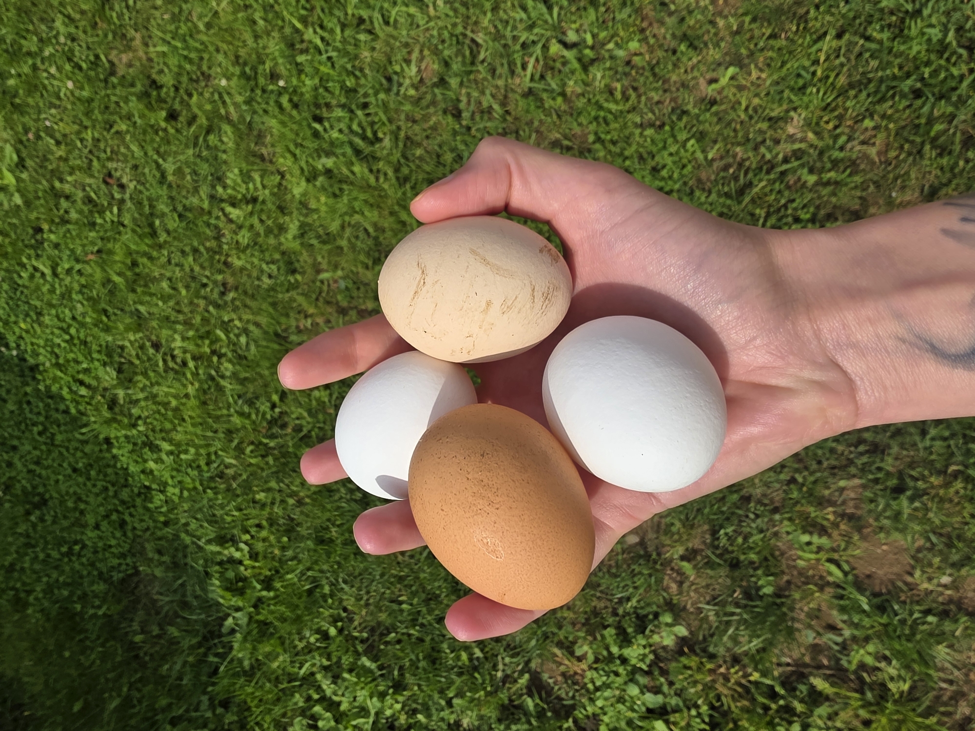 A hand is shown holding four eggs against a backdrop of green grass. Two of the eggs are white, one is a light brown, and the fourth is a pale beige with light brown streaks. The hand is cupped, with the fingers gently curved around the eggs. The background is out of focus, emphasizing the hand and the eggs.