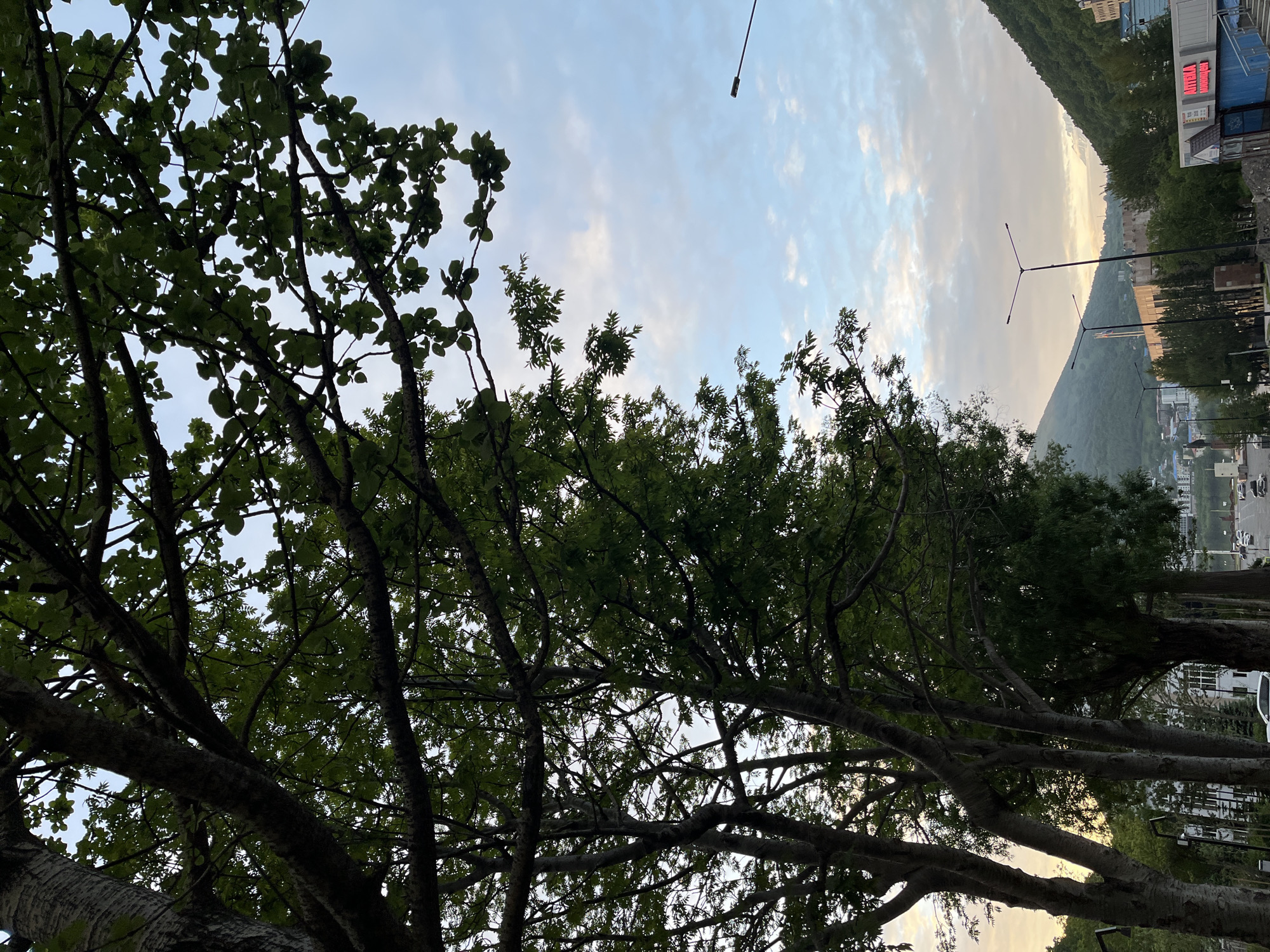 The image shows a street scene in Petropavlovsk-Kamchatsky, Russia, likely during the daytime under a cloudy sky. In the foreground, several large trees with lush green foliage line the left side of the street, their branches extending into the frame and partially obscuring the sky. The trees have thick, textured bark. A paved road runs through the middle ground, with several cars visible, suggesting moderate traffic. Buildings, including what appears to be a commercial establishment with a red neon sign that reads "АПТЕКА," are situated on the right side of the street, interspersed with trees and vegetation. In the background, rolling green hills or mountains rise, some of them covered in trees. Streetlights are present along the road. The overall impression is of an urban environment integrated with natural elements, characteristic of a city located near mountainous terrain.