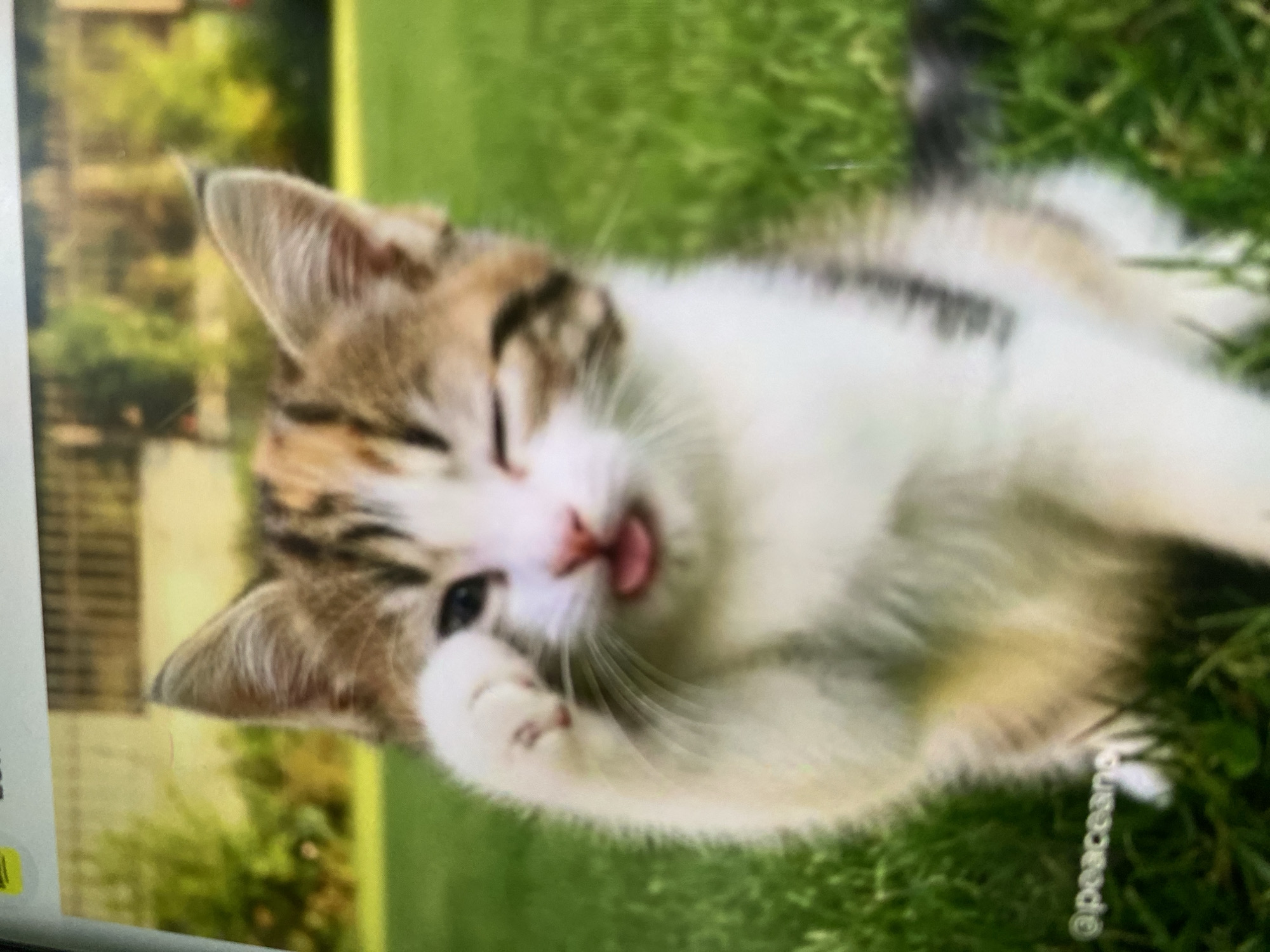 A calico kitten with a white chest and paws, brown, and black markings is sitting on green grass and playfully covering its eye with its left paw, while its tongue is slightly sticking out. The kitten is winking. In the background, there is a blurry green and yellow backdrop of trees and a fence. The lower left corner of the image contains a watermark that reads "@peacean." There is no information in the image that indicates its location in Ta', Indonesia.