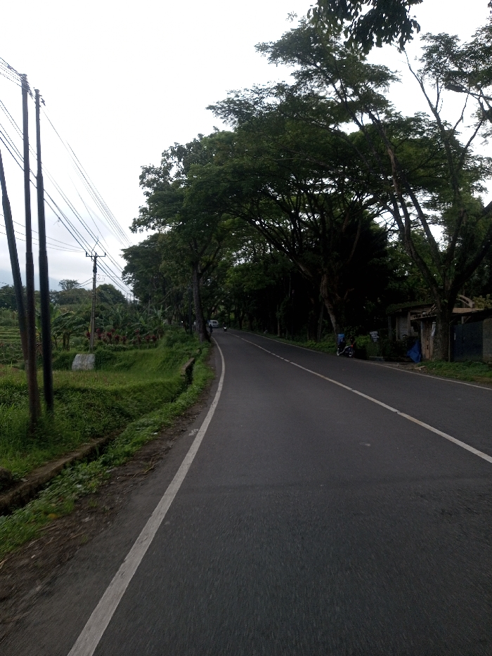 The image depicts an unpopulated rural road in Tagtse Tashidingkha, Bhutan, under an overcast sky. A dark gray asphalt road, marked with a solid white line on its left edge and a dashed white centerline, curves gently to the right, extending into the distant tree line.
On the left side of the road, a green grassy embankment or ditch runs parallel to the asphalt. Beyond this, cultivated fields with green crops are visible, followed by several dark utility poles carrying multiple overhead wires. Dense green foliage and distant hills are discernible beneath the cloudy sky.
On the right side of the road, a continuous line of large, mature trees with dark green leaves forms a dense canopy over the road as it recedes. A small, rustic building or structure, partially obscured by trees, features blue tarp material on its side. A dark-colored scooter or motorcycle is parked near this structure on the roadside. Further down the road, a light-colored vehicle (possibly a white car or van) and another faint vehicle are visible, partially hidden by the dense trees. No individuals are clearly visible.