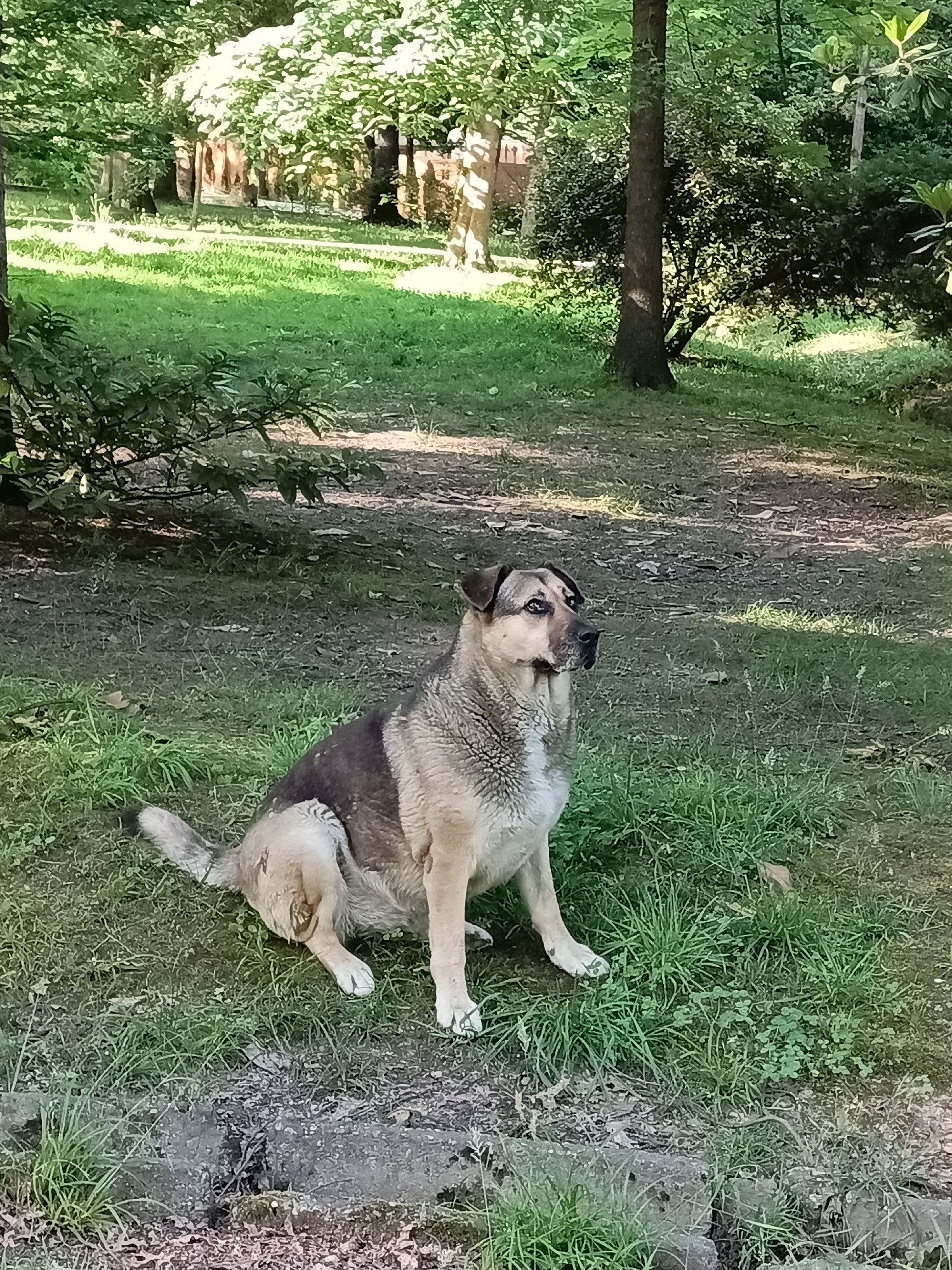 A medium-sized dog with tan and dark brown fur sits on a grassy area in a park. The dog is facing to the right with its head turned to look upwards and to the right. The background consists of trees and foliage, with dappled sunlight illuminating the ground. The scene appears to be outdoors in a natural setting, possibly a city park. There is no indication of the specific location being Sochi, Russia.