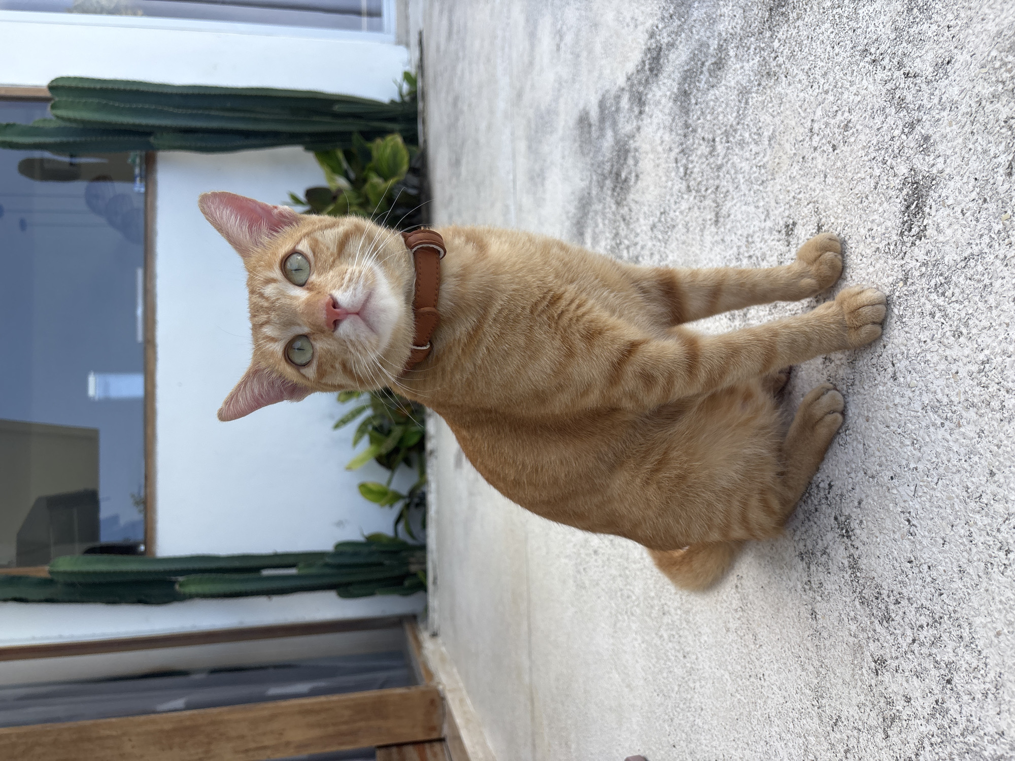 An orange tabby cat with green eyes and a brown collar sits on a concrete surface. The cat's front paws are extended in front of it. The background shows a white wall with a window and some greenery, including cacti. The location is Mengwi, Indonesia.