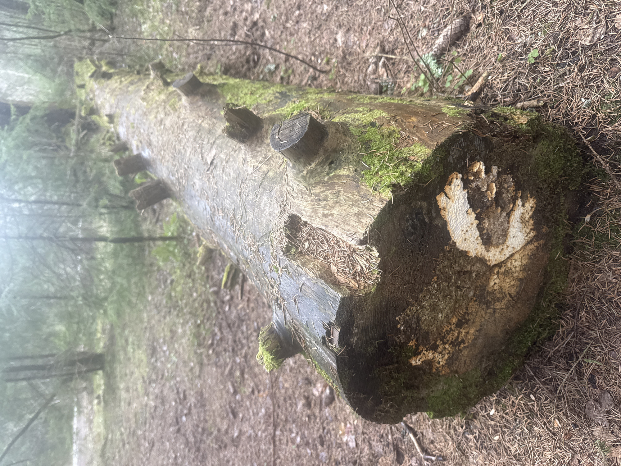 The image depicts a large, fallen tree trunk in a forest environment. Moss covers portions of the trunk and the surrounding ground, which is also littered with pine needles. The tree has several cut branches, evidenced by the stubs protruding from the trunk. The end of the tree trunk shows signs of decay and fungal growth. The background shows a forest with standing trees. The location is Rappolovo, Russia.