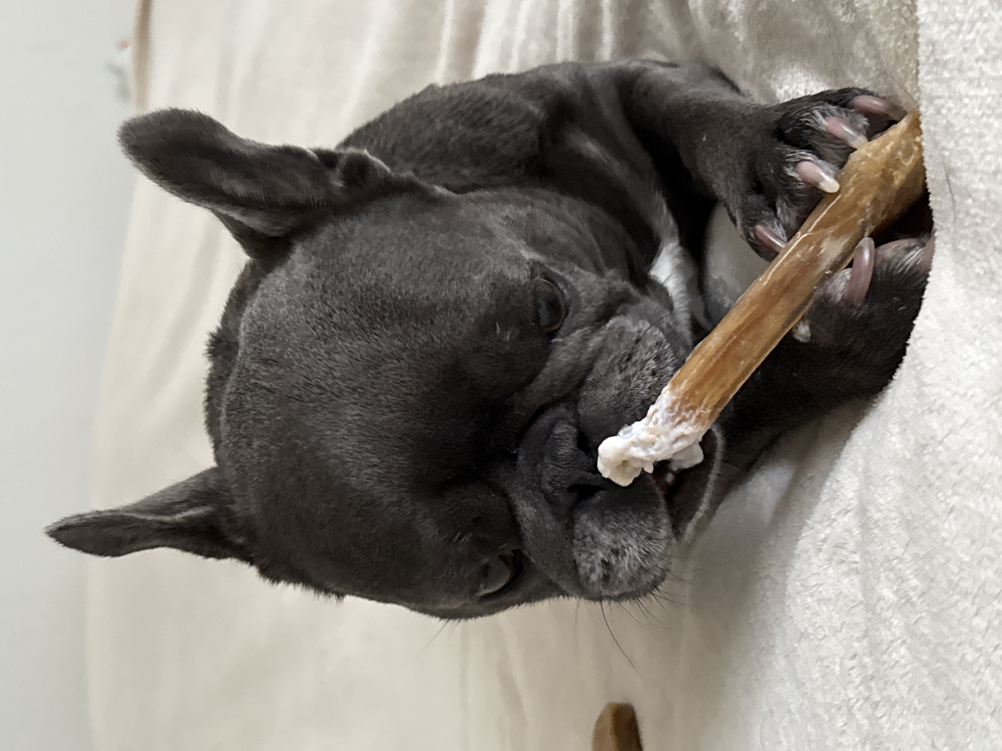 A dark grey French bulldog lies on a textured white blanket, chewing on a light brown rawhide bone. The dog's head is slightly tilted, with its eyes closed and its ears perked. Its front paws are holding the rawhide bone, with its teeth sunk into the end. The dog appears relaxed and content. The background is out of focus, but appears to be a room with soft lighting. This image was taken in Bad Sachsa, Germany.