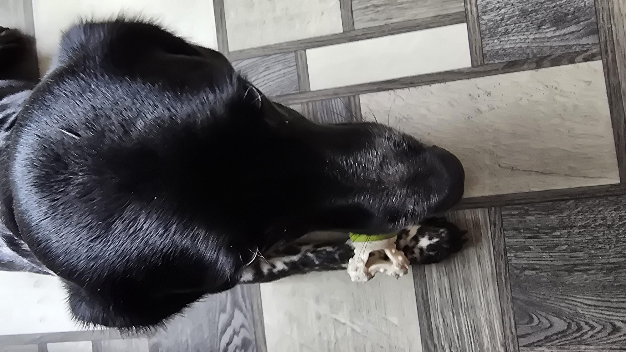 A close-up, overhead shot shows a black dog with white speckles on its legs holding a toy in its mouth. The dog's head and upper body fill most of the frame, with its wet fur glistening. It appears to be standing on a floor with a wood-grain tile pattern. The toy is a light-colored object with an irregular shape, possibly a chew toy, and a small portion of a green object is visible near it. The scene is indoor, possibly in a home. There is no visible indication of the location being in Novohuivynske, Ukraine.