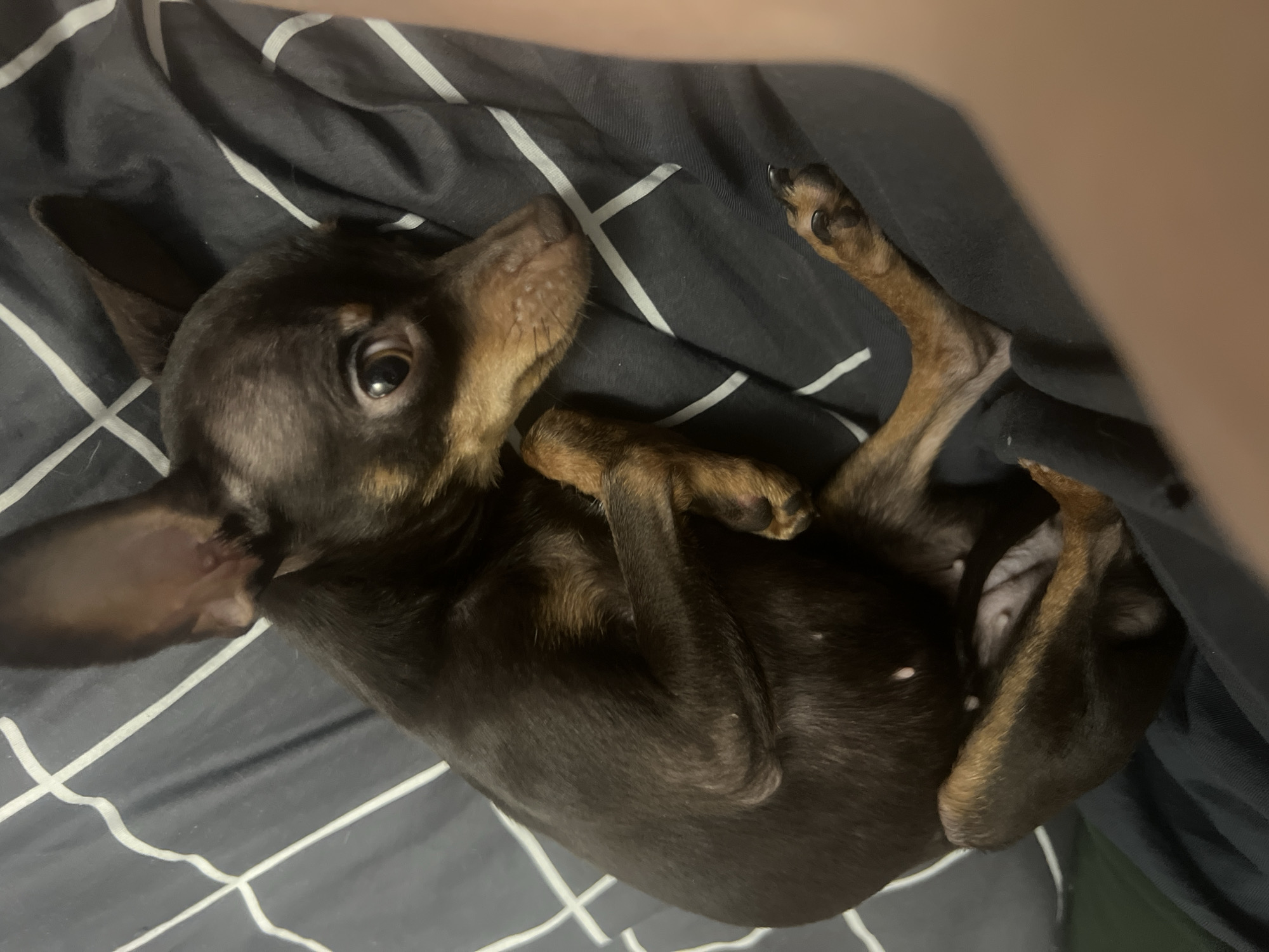 A small, brown and tan dog is lying on its back on a gray and white checkered blanket. The dog is partially covered by a dark gray blanket. The dog's eyes are open and it is looking upwards. One of its front paws is curled up against its chest, while the other is extended. The dog's belly is visible. The scene appears to be indoors. There is no indication of location in the city of Chaikovsky, Russia.