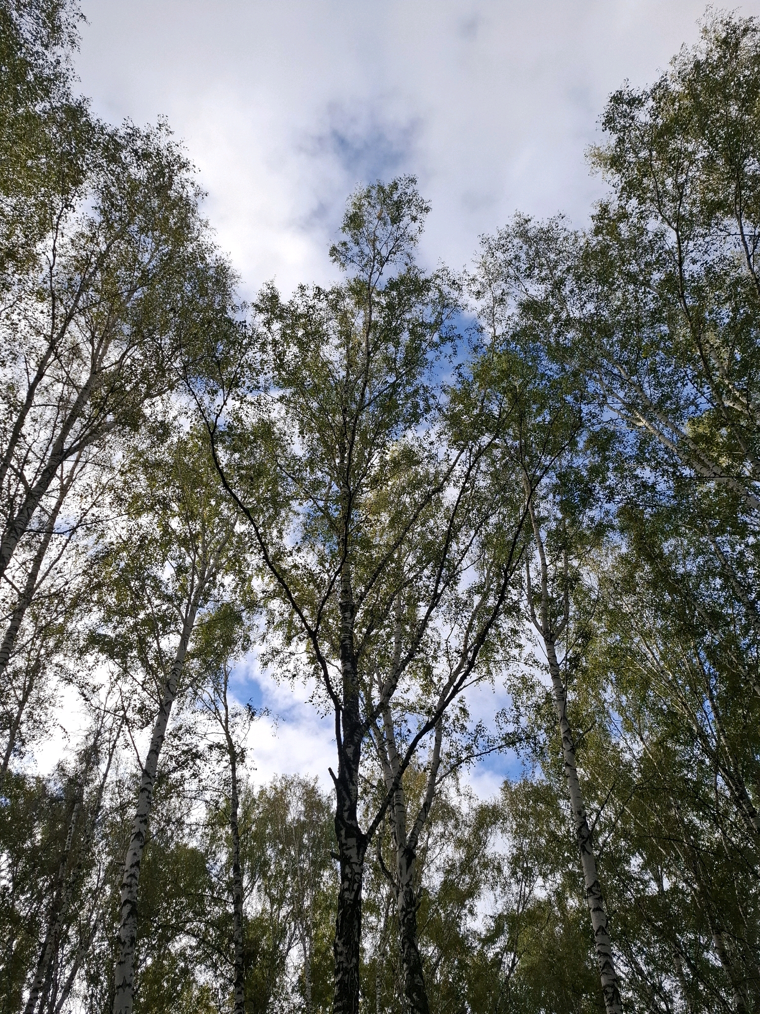 The image is an upward-facing shot of a birch forest, with the canopies of numerous birch trees filling the frame against a sky with scattered clouds. The trees have characteristic white bark with black markings. The leaves are green, suggesting it is likely summer or early autumn. The perspective emphasizes the height and density of the forest, with the branches and leaves creating a natural ceiling. The scene appears to be in a natural, outdoor setting. There are no people or specific urban landmarks visible. Without further information or contextual clues within the image, it is not possible to definitively identify this specific location within the city of Tyumen, Russia.