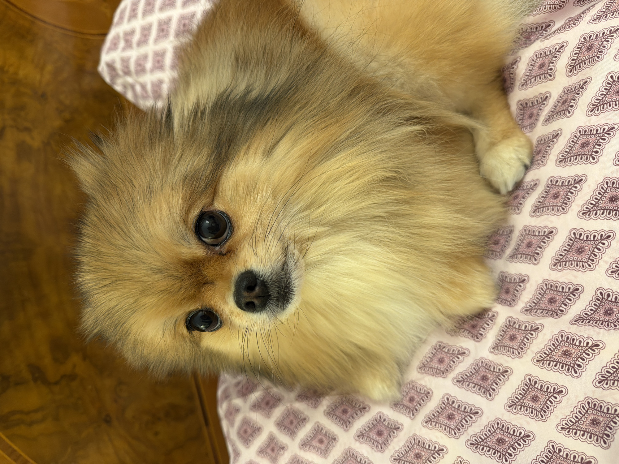 A tan and brown Pomeranian dog is lying on a pink and white patterned cushion, likely indoors. The dog is facing the camera with a slightly tilted head. The background includes a wooden surface. There's no evidence to indicate the location is Tbilisi, Georgia.