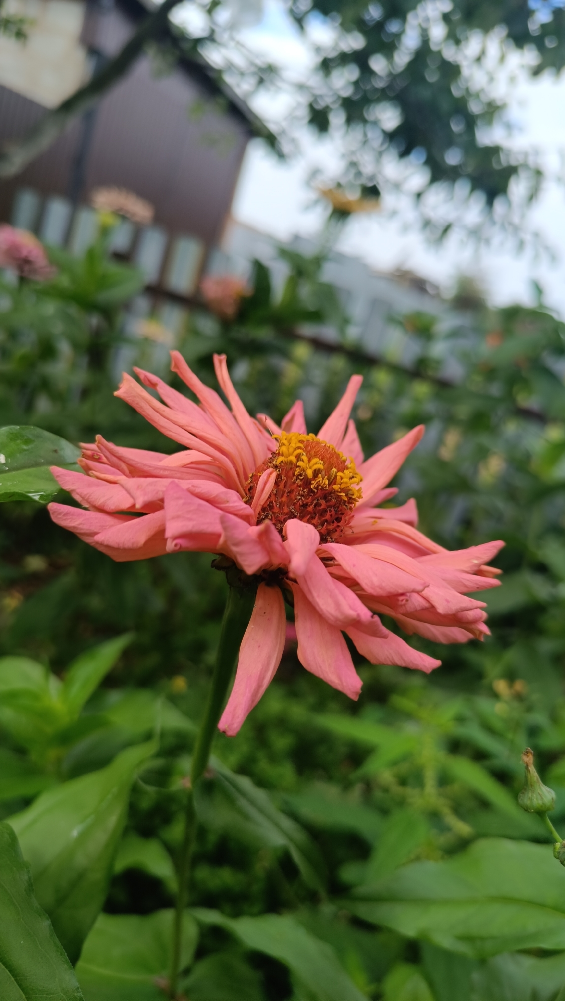 The image depicts a close-up of a pink zinnia flower in full bloom, with its petals slightly curled and its yellow-orange center prominent. The flower is set against a blurred background of green foliage, suggesting an outdoor garden environment. In the distance, a portion of a building with a brown facade and a light-colored fence can be observed. The overall impression is that of a natural, garden setting, possibly in a residential area. There is no indication of the city of Karsha, Russia, or any specific geographical markers within the image itself. The scene appears to be a still-life photograph focused on the delicate beauty of the flower.