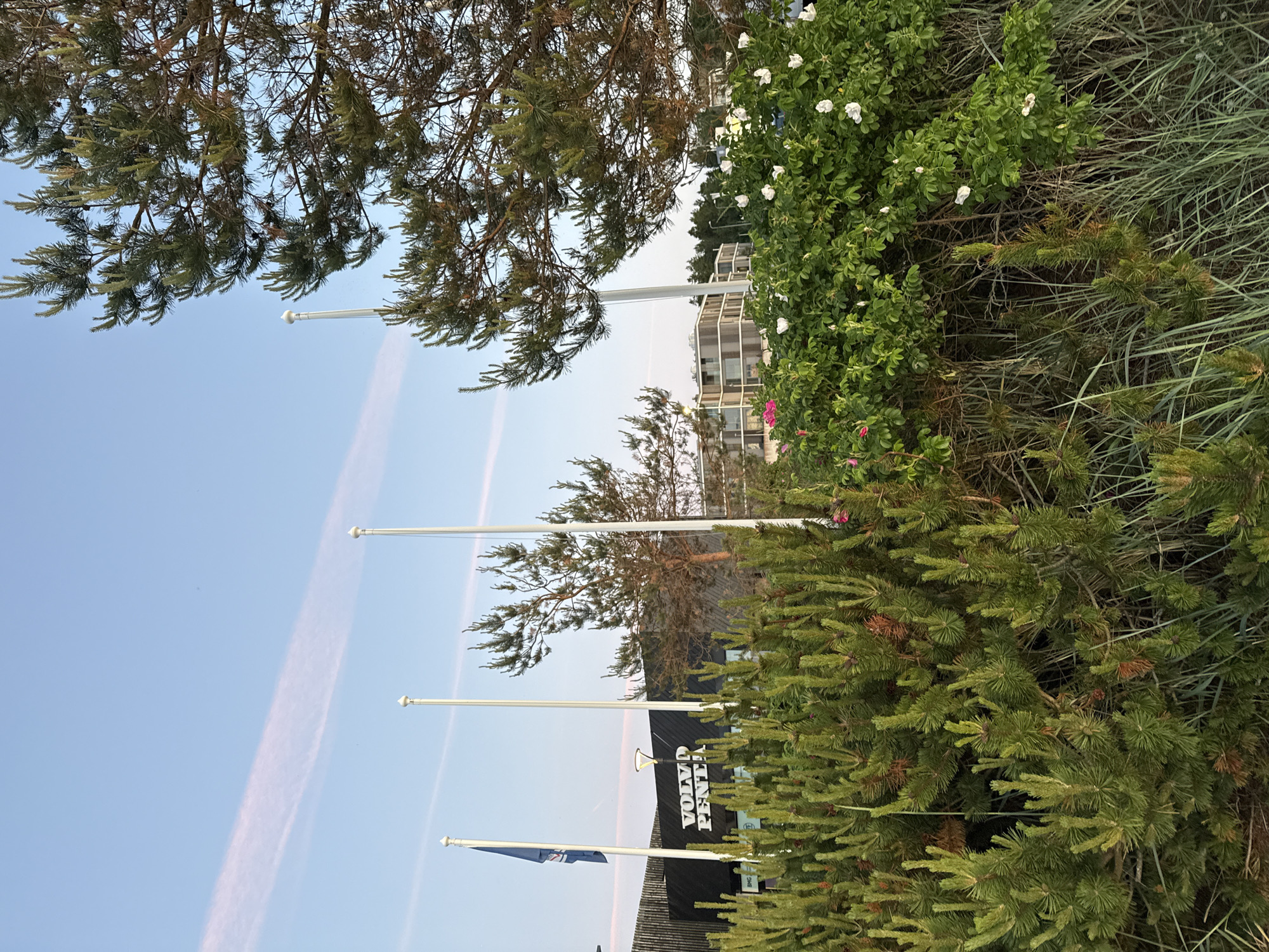 The image displays a commercial building with the text "VOLVO PENTA" prominently displayed in white letters against a black facade. The building appears to be located in Tallinn, Estonia, possibly near a coastal area, given the presence of pine trees and wild rose bushes in the foreground. Several flagpoles stand in front of the building, one of which flies a blue flag with a logo. The sky is a pale blue with wispy pink clouds. In the background, modern buildings with horizontal architectural elements are visible. The scene is captured outdoors during what appears to be either sunrise or sunset, judging by the soft light.