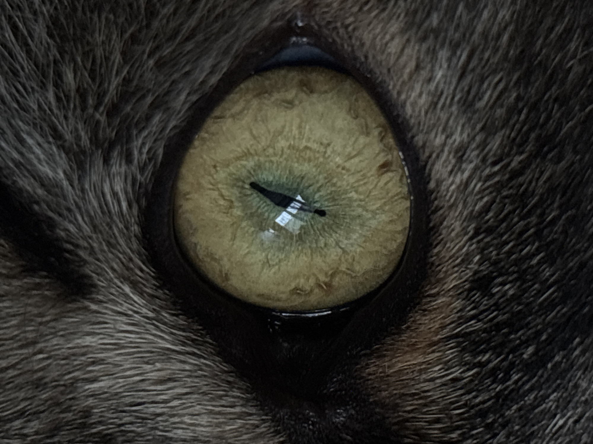 An extreme close-up photograph captures the left eye of a feline. The iris displays a complex color palette, transitioning from a central greenish-blue to olive-green and yellowish-brown with discernible radial striations and textural variations. The pupil is vertically elongated and black, reflecting two distinct rectangular light sources. Surrounding the eye, short, dense fur exhibits a mixed coloration of dark grey, brown, and black, with lighter tips on individual hairs. No other subjects, objects, actions, or specific environmental details are visible within the frame. The scene is situated in the city of Sofia, Bulgaria.