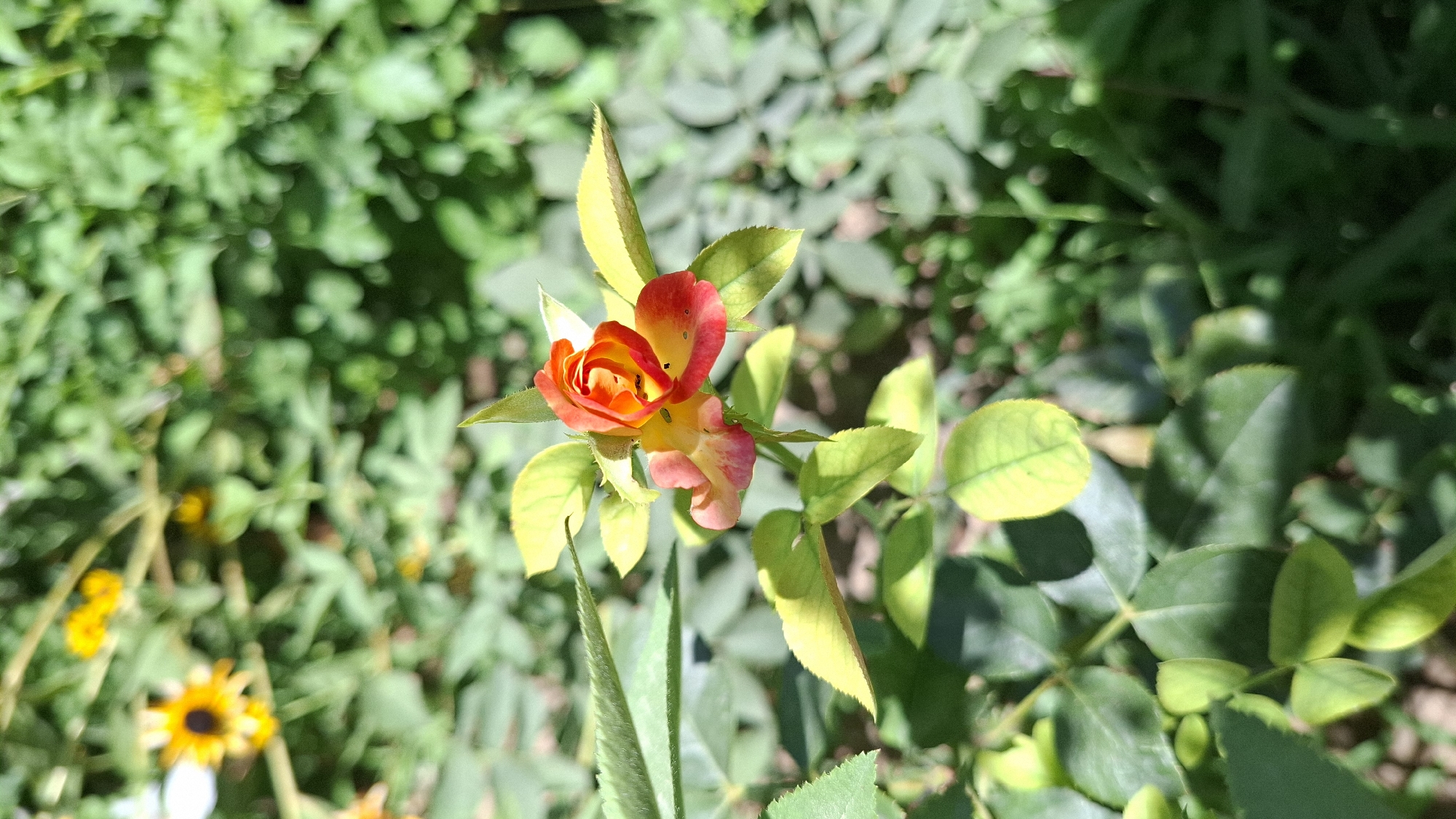 A close-up, vertically oriented, outdoor photograph shows a single, small rosebud in the foreground. The rosebud is partially open, revealing layers of petals in shades of vibrant orange and red, tinged with yellow near the base. Several small, dark insects are visible on the petals. The rosebud is surrounded by lush green foliage and leaves, some of which are slightly yellowed, suggesting the presence of sunlight. In the blurred background, a yellow flower, possibly a sunflower, is visible to the left, along with more green vegetation. The scene appears to be a garden or natural outdoor setting. The image does not contain any people or indicate a specific location within Шұбарсу, Kazakhstan beyond being an outdoor, likely residential or public, green space.