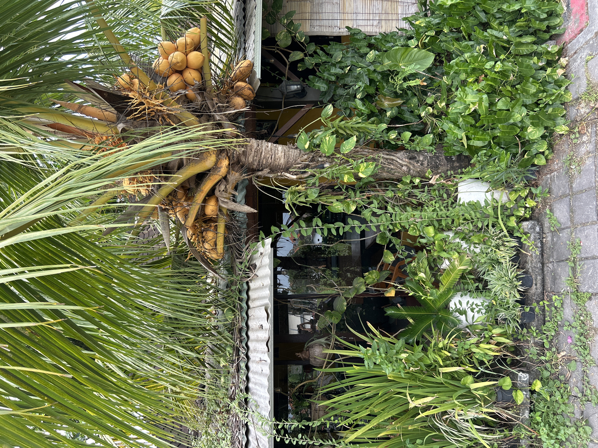 The image shows a cluster of coconuts on a palm tree, growing alongside a building. The coconuts are a pale yellow-orange color and are clustered together, hanging from the tree. The palm tree has long, green fronds that extend out of the frame. The building appears to have a corrugated metal roof and a window with reflections of greenery and furniture inside. A variety of other plants, including lush green vines and other tropical foliage, surround the palm tree and climb up the side of the building. The ground is paved with grey bricks, and some smaller plants are growing in the cracks. The overall scene suggests a warm, tropical environment, possibly a garden or an outdoor seating area of a cafe or restaurant in Mengwi, Indonesia. The lighting suggests it is daytime. There is no visible text.