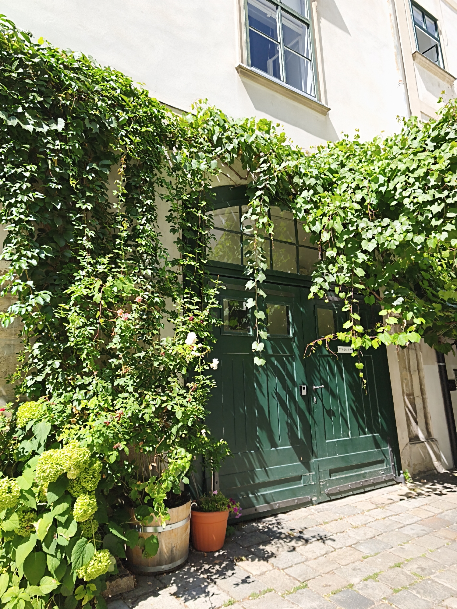 This is a photograph of a green wooden door in Vienna, Austria, framed by lush green foliage. The door is set into a building with a light-colored facade and features a rectangular window with multiple panes. Above the door, two windows with green frames are visible in the building. The door is surrounded by climbing vines that cascade down from above, creating a natural archway. In the foreground, there are two potted plants: one in a wooden barrel and another in an orange terracotta pot. The ground is paved with stone tiles, and shadows from the foliage are cast across the paving stones. A sign with "STIEGE 7" and an arrow pointing to the right is attached to the door.