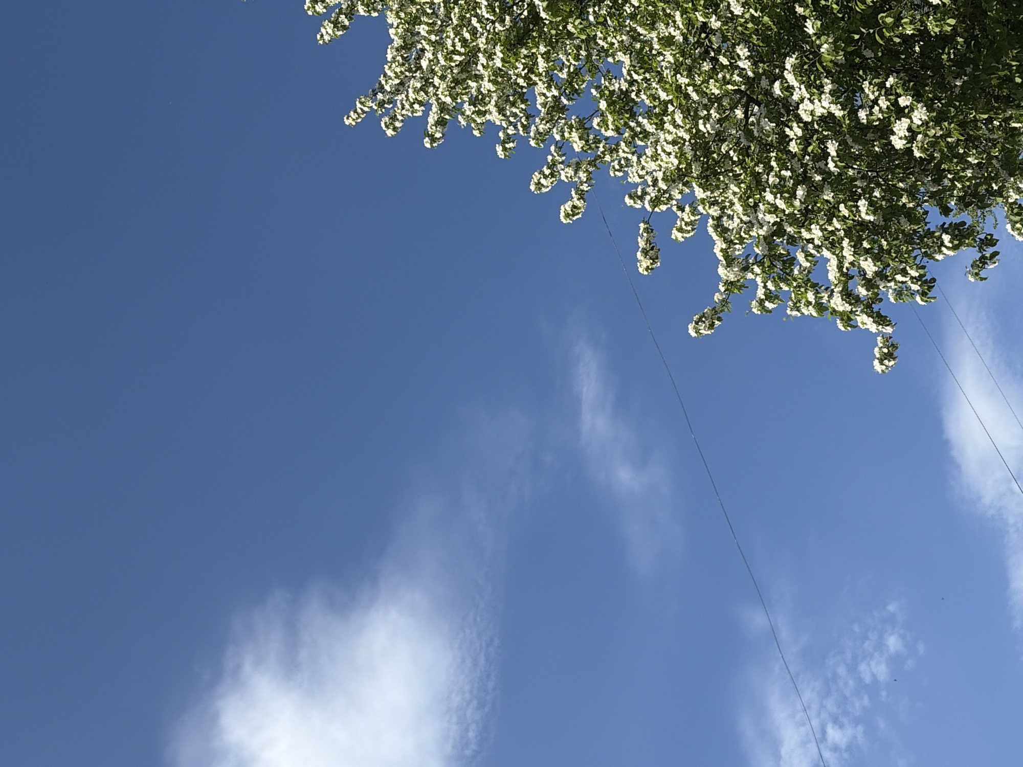 The image shows a view looking up at a blue sky with wispy white clouds, partially obscured by the branches and blossoms of a tree in the upper right quadrant. Two wires are visible stretching diagonally across the sky from the upper right to the lower center of the frame. The setting appears to be Chaikovsky, Russia. There is no visible person, or specific action.
