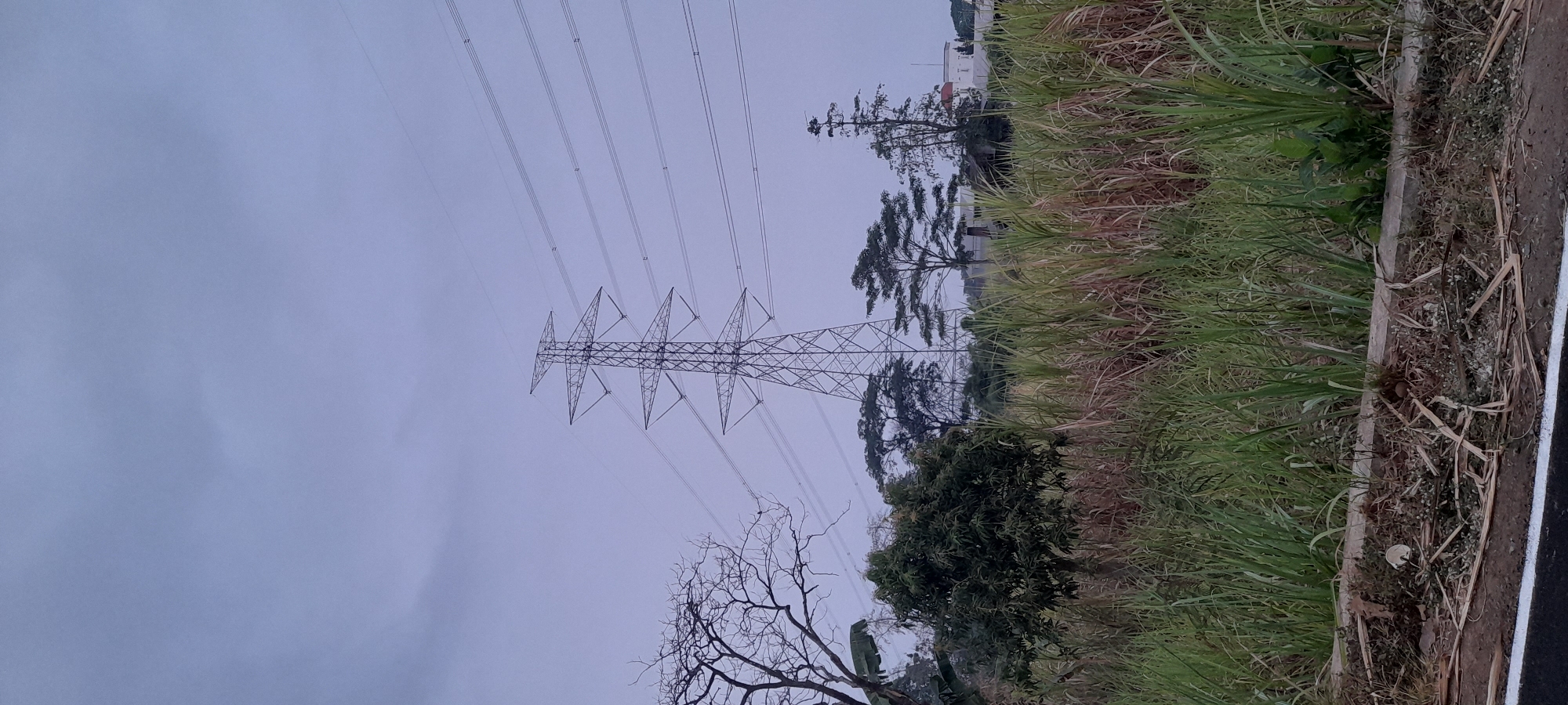 This image captures an overcast day in Dawe, Indonesia, featuring a tall, lattice-style electricity pylon dominating the center-left of the frame. Several thick power lines stretch horizontally across the sky from the pylon. In the foreground, dense, tall green grass and reeds grow abundantly, reaching up towards the pylon. To the left of the pylon, a bare, leafless tree with intricate branches is visible. Behind the grass and the pylon, a line of trees with feathery canopies are scattered across the landscape, with some buildings appearing in the distance on the right side of the image. The ground in the immediate foreground is covered with dry leaves and debris, with a white line marking the edge of a road or pathway.