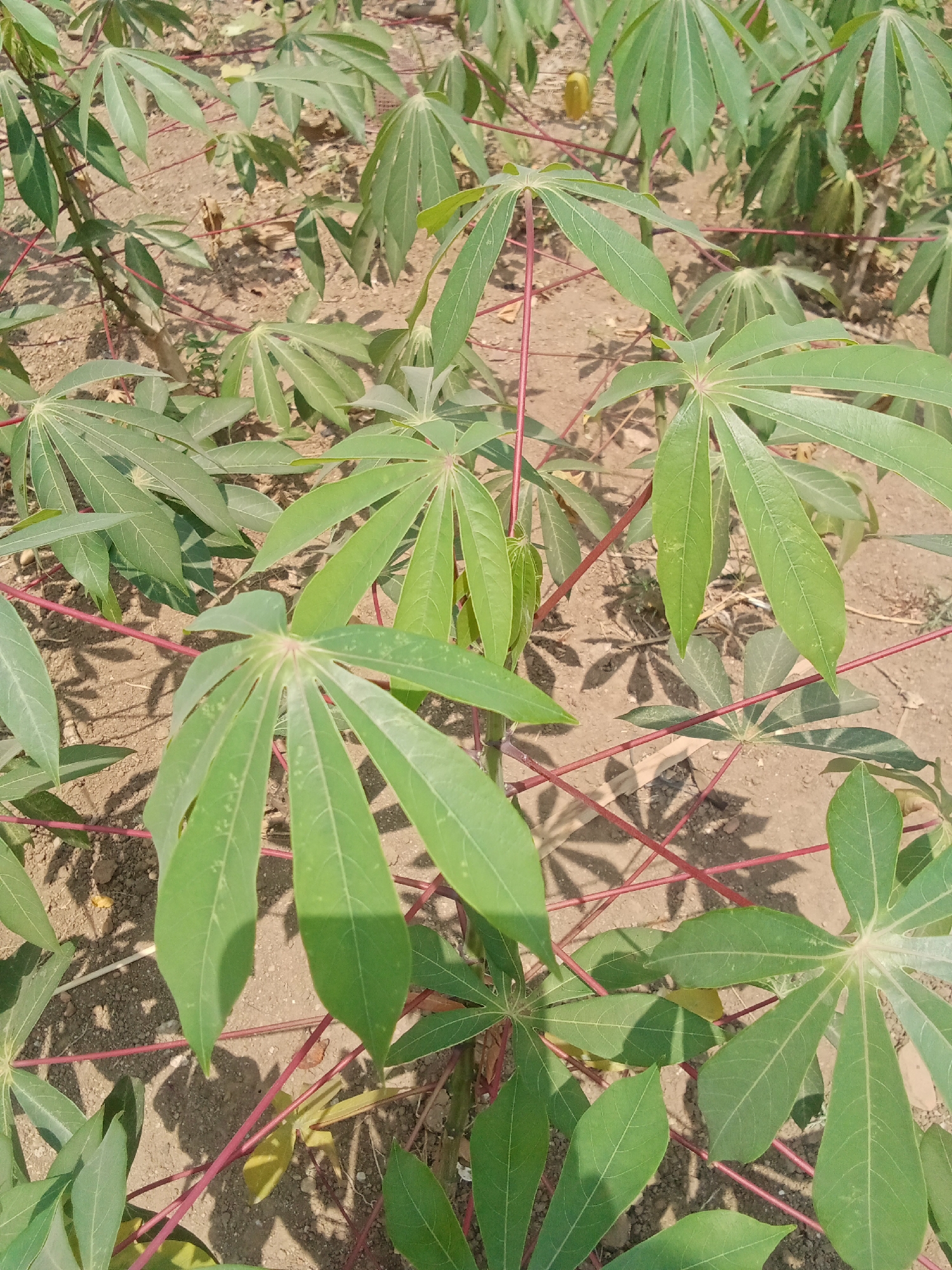 In the city of Mojo Pahit, Indonesia, a field of cassava plants is captured in a close-up, high-angle shot. The plants, with their characteristic palmate leaves, exhibit vibrant green foliage. Red stems add a striking contrast against the earthy brown soil. The ground is dry and appears somewhat uneven, suggesting a rural or agricultural setting. Sunlight casts distinct shadows from the leaves and stems onto the soil, indicating a bright, sunny day. In the background, more cassava plants are visible, creating a dense field. One cassava plant in the upper right quadrant of the image appears to have a small, yellow, elongated fruit attached. There are no people or animals present in the scene.