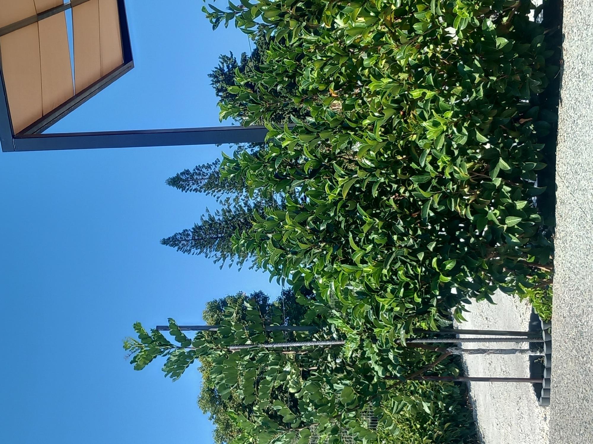 In a sun-drenched outdoor scene, a clear blue sky serves as a backdrop for lush green foliage and a modern outdoor structure. The foreground is dominated by a dense hedge of vibrant green bushes, with some smaller plants visible at their base. To the left of the hedge, a slender, young tree stands supported by three vertical stakes within a circular border of small, dark gray stones. Beyond this tree, a gravel path or driveway is visible. In the background, more trees, including two tall, conical evergreen trees, are interspersed with other greenery. A portion of a dark gray, angular frame supporting a tan fabric canopy, characteristic of an outdoor shade structure, is present in the upper right quadrant of the image. There are no people or animals depicted.