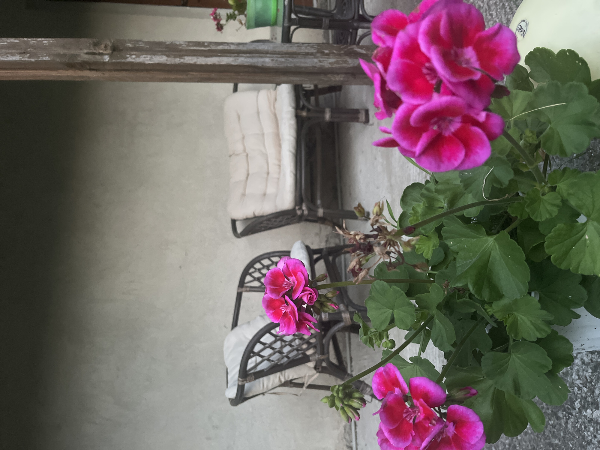 This image captures an outdoor patio or covered porch setting in Varshilo, Bulgaria. In the immediate foreground, a potted plant with numerous clusters of vibrant hot pink (magenta) geranium flowers and dark green, lobed leaves is prominent. The plant sits on a light grey concrete or paved surface. In the midground, two dark-colored wicker or rattan chairs, each furnished with light-colored, off-white cushions, are arranged. The chair on the left is fully visible, while the chair on the right is partially obscured by a weathered, vertical wooden post. To the right of the right chair, a small dark table with a glass surface holds a green potted plant containing smaller pink flowers. The background features a plain, light grey wall, with the upper section appearing darker, indicative of shadow or an overhead covering. No individuals or specific actions are depicted.