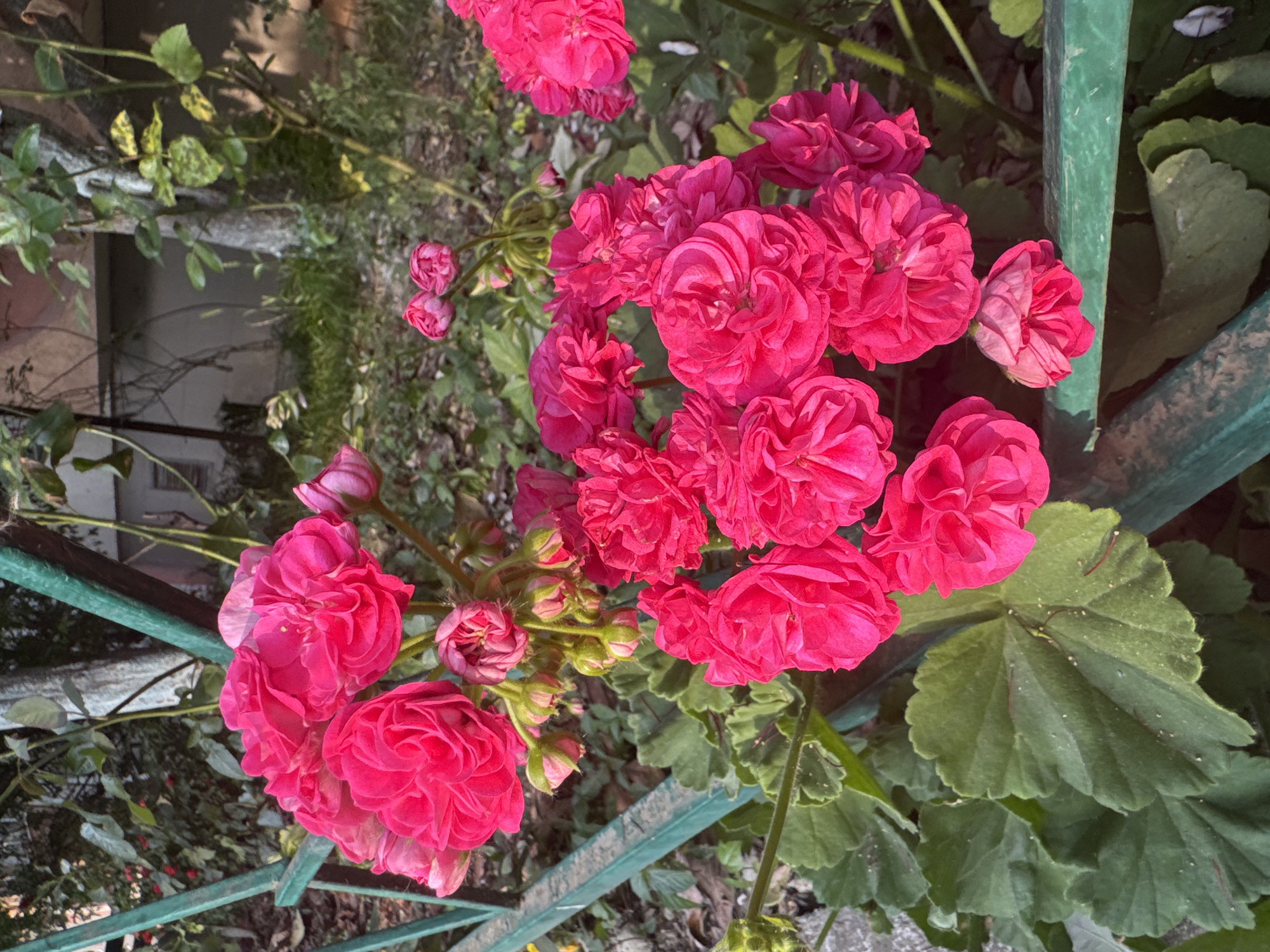 In the city of Sochi, Russia, a close-up, eye-level shot captures a cluster of vibrant pink double geranium flowers blooming outdoors. The flowers are densely petaled, some fully open and others in bud, with a bright, almost fluorescent hue. They are arranged in a bouquet-like formation, with smaller buds and delicate petals visible.
The flowers are intertwined with lush, dark green geranium leaves, which have a characteristic lobed shape and slightly serrated edges. A weathered, emerald green metal railing runs diagonally across the frame, partially obscuring the flowers and leaves, and suggesting an outdoor setting like a garden or balcony.
In the background, out of focus, is a dappled mix of greenery, trees with textured bark, and a hint of a building facade, indicating an urban environment. The lighting suggests it's late afternoon, with sunlight casting subtle shadows and highlighting the textures of the petals and leaves. There are no people or animals visible in the frame. The overall impression is one of natural beauty and vibrant color against a backdrop of a lived-in, outdoor space.