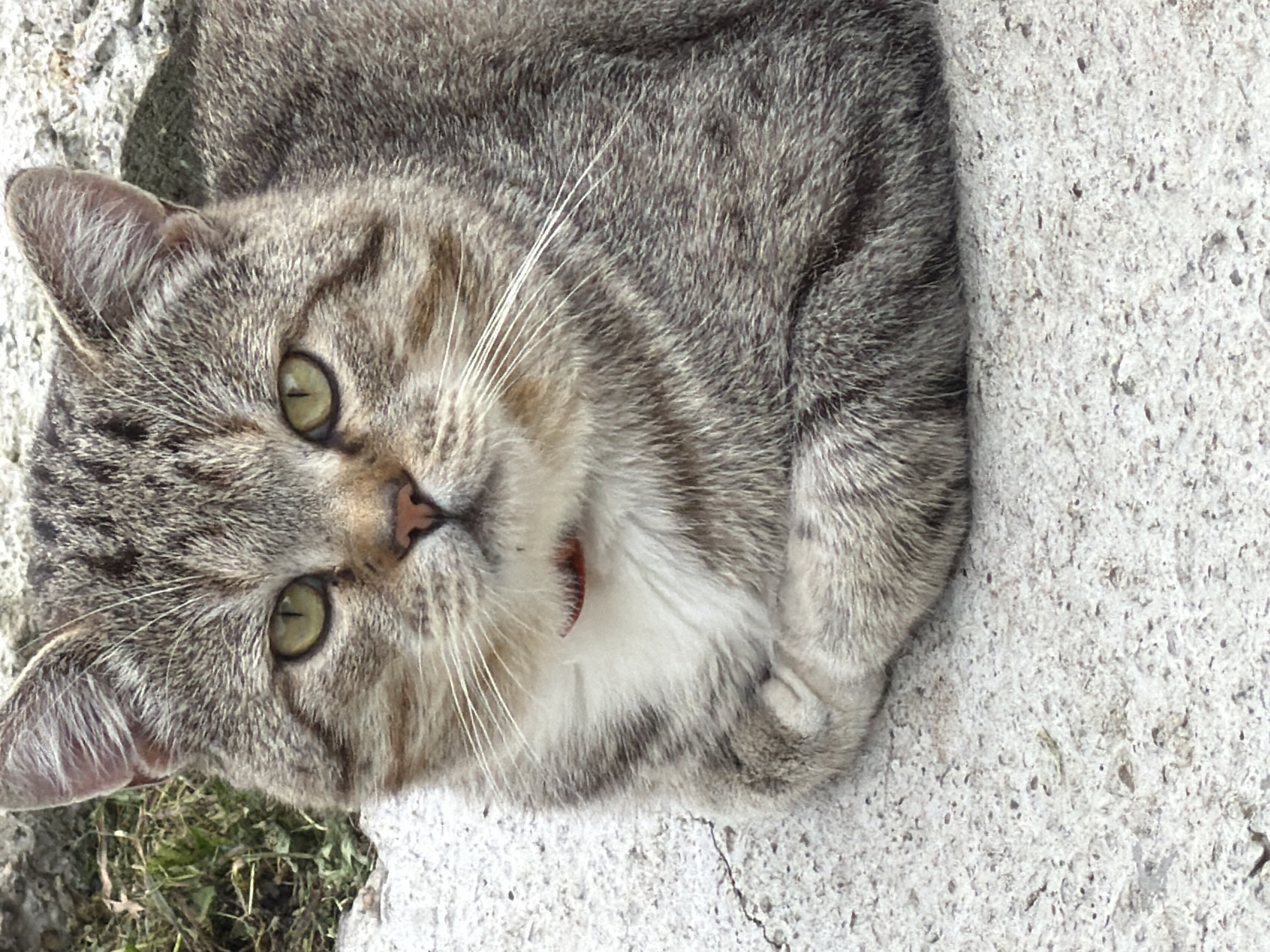 A medium shot of a tabby cat lying on a rough, light-colored surface, possibly concrete. The cat is facing the camera, with its body curled and paws tucked in. Its fur is a mix of gray, brown, and black stripes, with a white patch on its chest and muzzle. The cat has striking green eyes, prominent whiskers, and a small red collar. The background is out of focus, showing some green vegetation and a rocky texture. The overall impression is of a relaxed domestic animal in an outdoor setting.