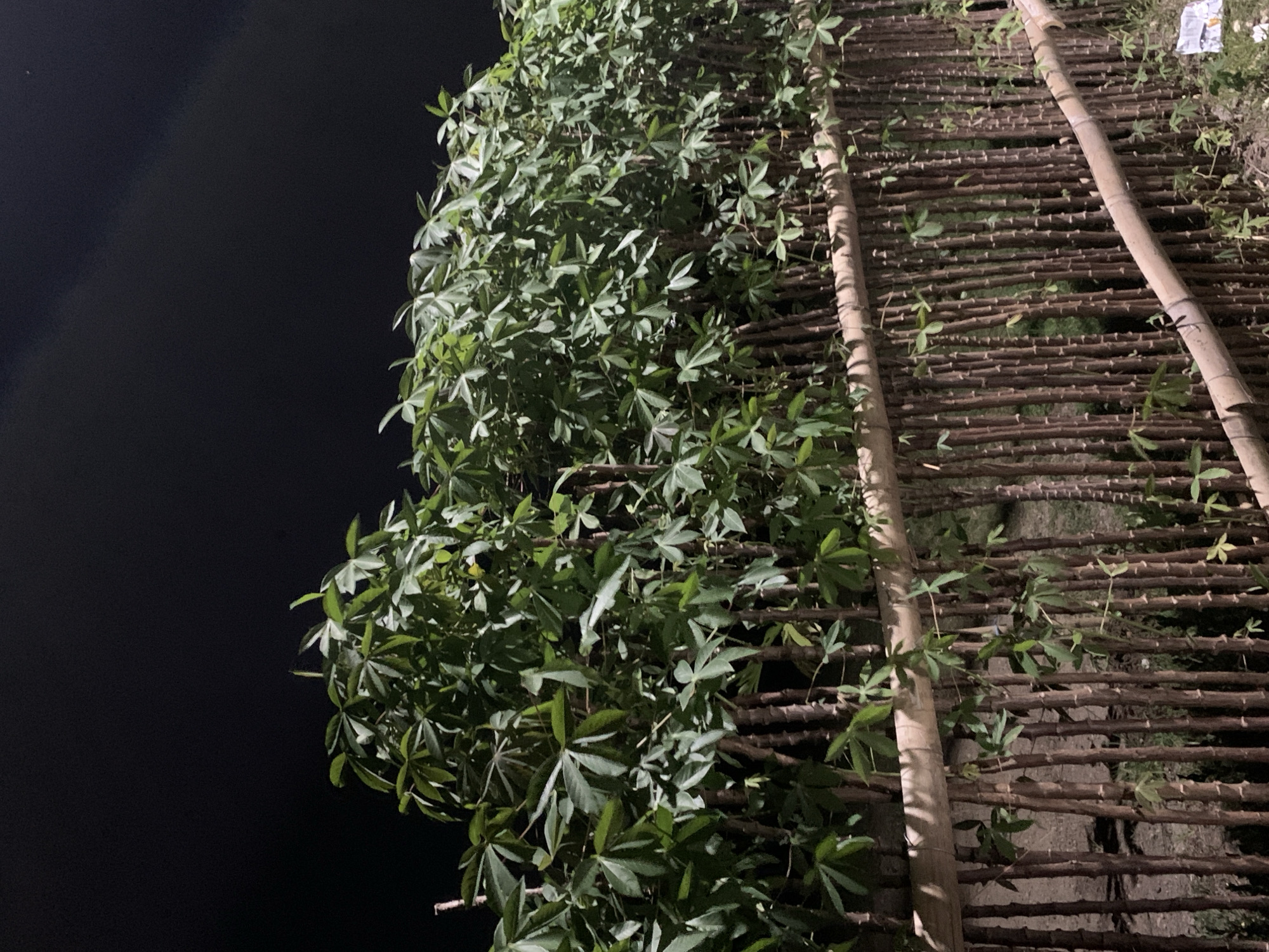 The image displays a dense linear arrangement of plants, forming a hedge or fence at night in Jungke, Indonesia. The upper portion of the frame is dominated by a dark, clear night sky, with a faint, luminous point visible in the upper right quadrant. Below the sky, a multitude of slender, brown, vertically oriented plant stems are closely aligned, providing the base for abundant green foliage. The leaves exhibit a distinct palmate shape, characteristic of *Manihot esculenta* (cassava) plants, and form a thick canopy above the vertical stems. Two horizontal bamboo poles are integrated into this structure: one runs centrally across the image, partially obscured by the leaves, and another, lower pole is visible towards the bottom right. These poles appear to act as structural supports for the vertical plant growth. Glimpses of uneven, sparsely vegetated ground are visible through the gaps between the vertical stems. In the bottom right corner of the foreground, a piece of crumpled white paper or plastic debris rests on the ground. The entire scene is illuminated by an artificial light source, casting light on the vegetation against the dark backdrop. No individuals are present in the image.