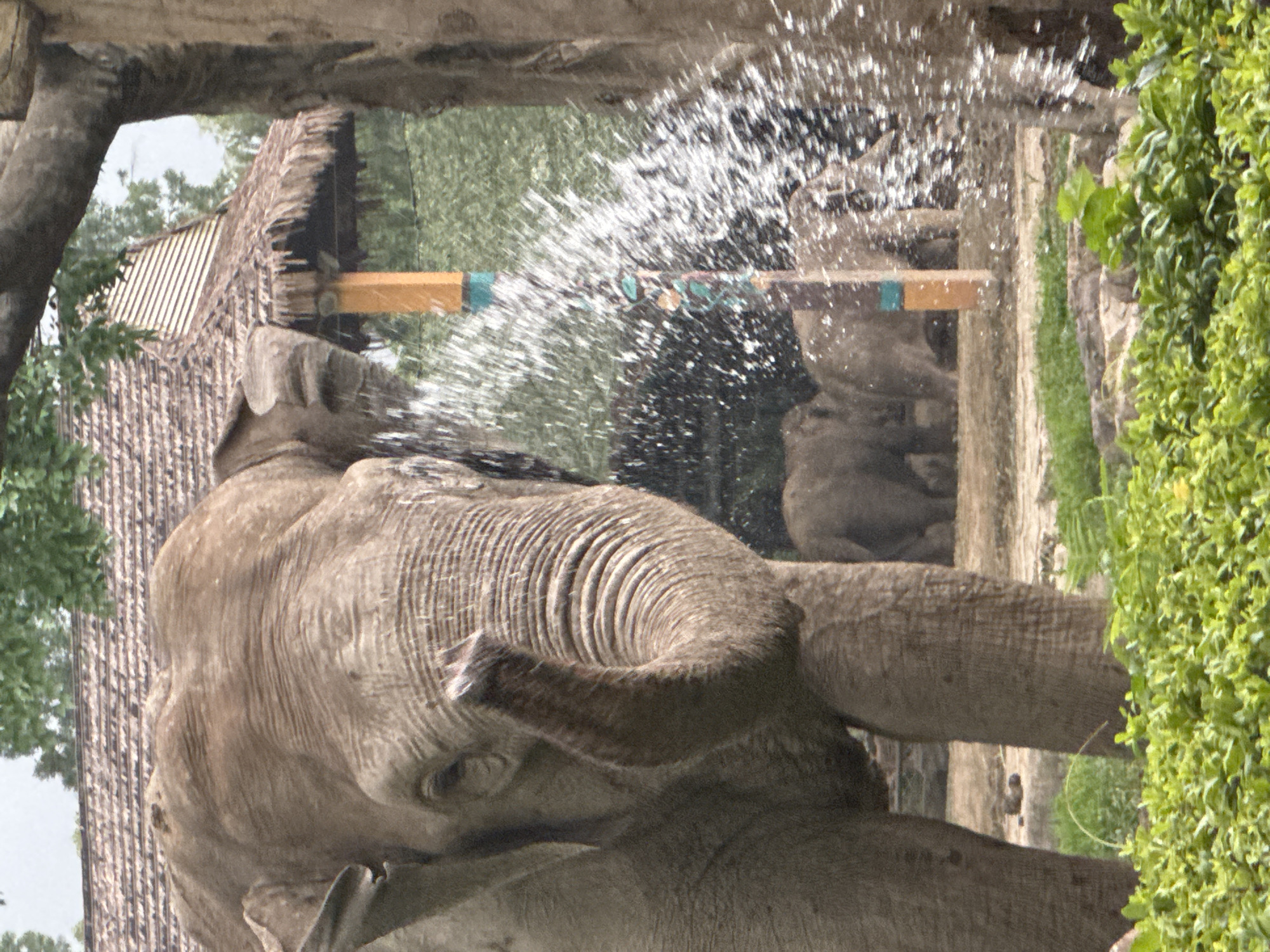 A close-up, low-angle shot captures an elephant spraying water from its trunk at the viewer, with a thatched-roof structure and trees in the background. The elephant is gray and wrinkled, with its trunk curved upwards. Water droplets create a dynamic spray across the right side of the image. In the background, two other elephants are visible, along with a building with a thatched roof and wooden supports. The foreground is filled with lush green foliage. The scene appears to be an outdoor enclosure, possibly at a zoo or wildlife park. The location is identified as Pudong, China.