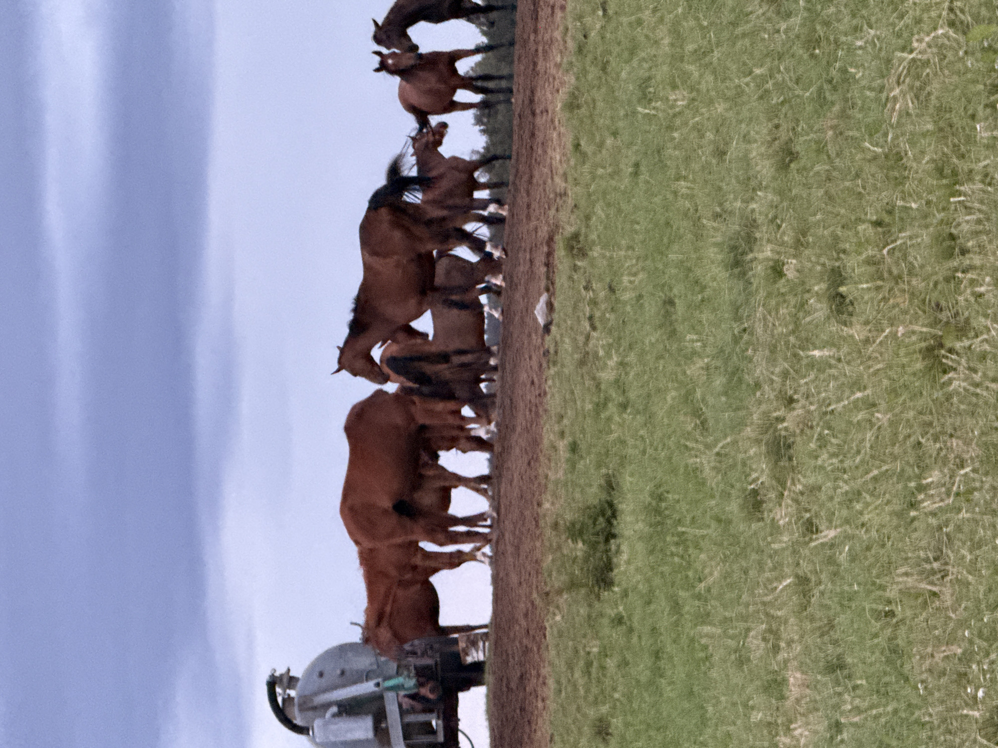 A herd of brown horses stands on a muddy embankment under a cloudy sky. To the left, a grey liquid tanker truck is partially visible. The foreground is a green, grassy field. The scene appears to be in Galinė, Lithuania.