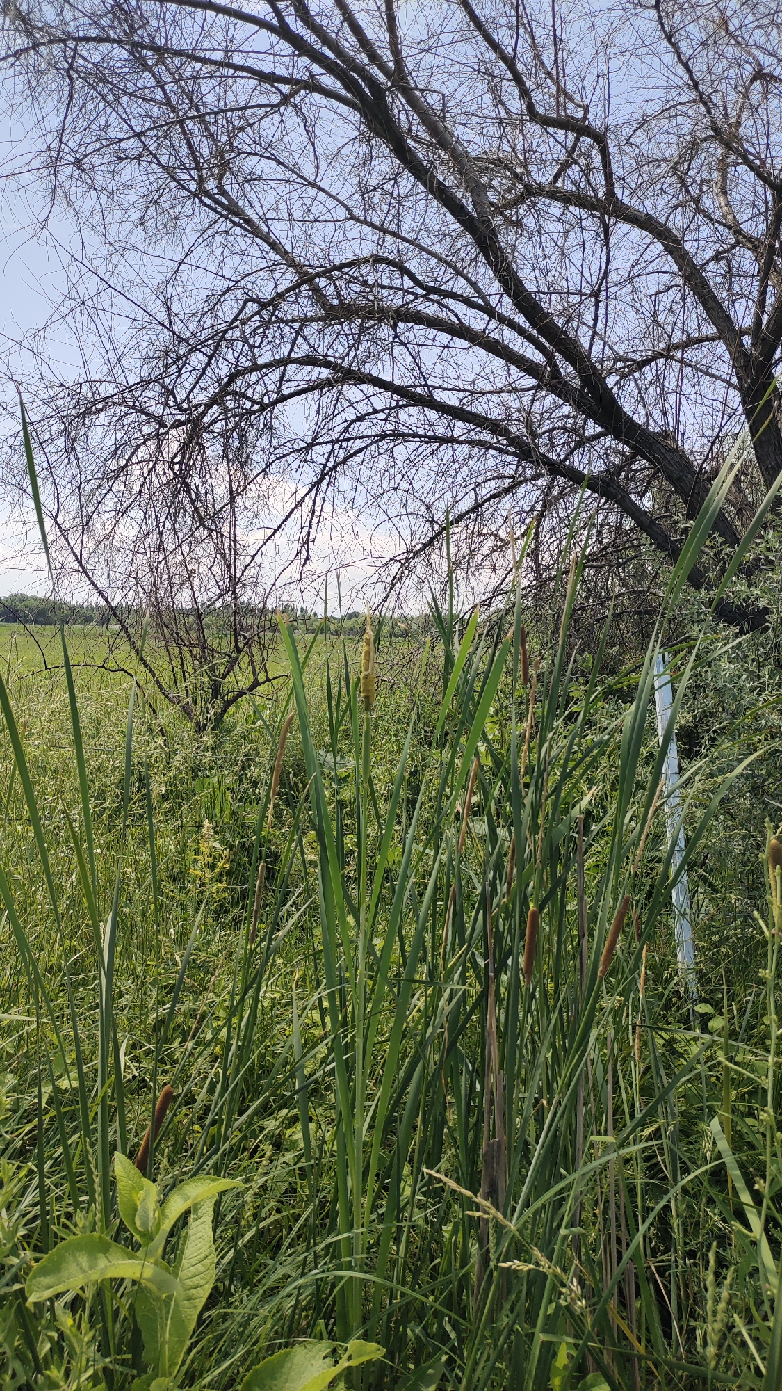 An outdoor, eye-level, medium shot captures a field of tall green cattails in the foreground. The cattails are vibrant green with some brown, mature seed heads visible. Behind them, a large, bare-branched tree with a gnarled trunk dominates the upper portion of the frame, its branches reaching towards a bright, partly cloudy sky. In the background, a flat, green field stretches to the horizon, dotted with trees and shrubs. The overall impression is one of a wild, natural landscape. The location is described as Unknown, Unknown.