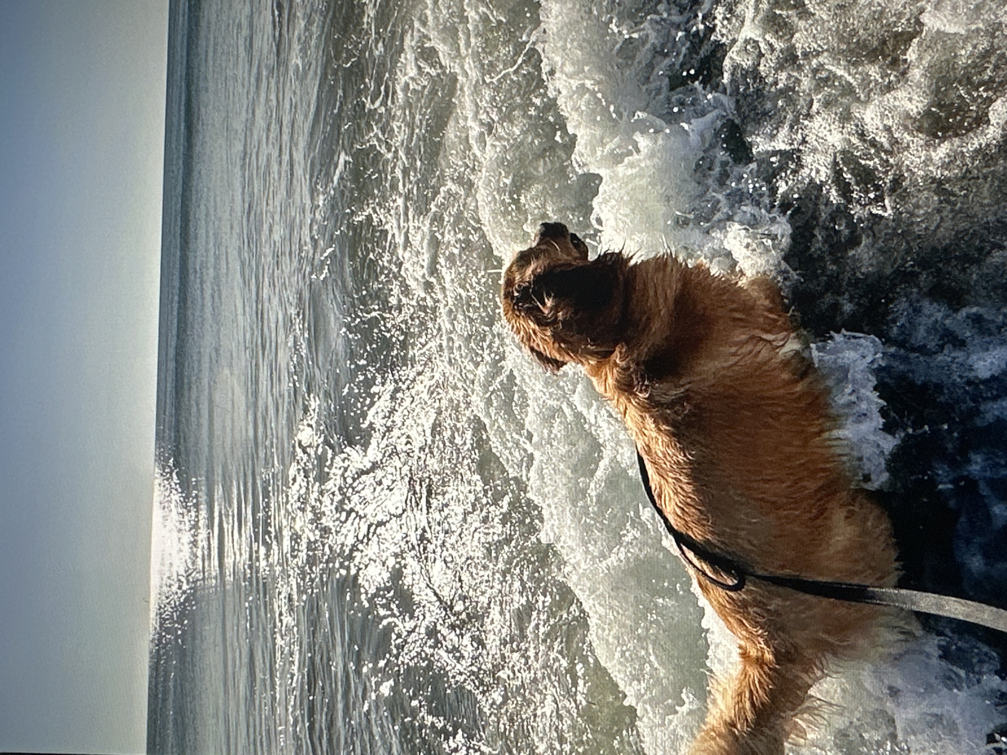 A golden retriever dog, partially submerged in choppy ocean water, is facing to the right of the frame. The dog's fur is wet, and a black leash is visible attached to its collar and extending down out of frame. The sun reflects brightly on the surface of the water, creating a shimmering effect. The background consists of the ocean stretching to the horizon, with a clear sky above. The scene is likely a beach or coastal area, but no specific location in Tallinn, Estonia, can be identified from the visual information provided.