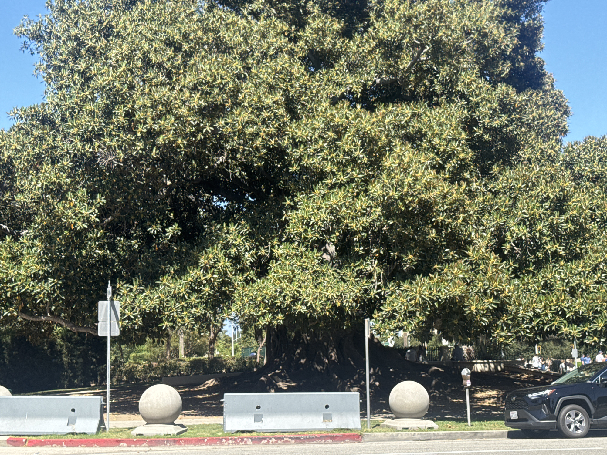A large, mature fig tree dominates the center of the frame, its dense canopy casting deep shadows on its substantial trunk and roots. The tree is situated on the grounds of Beverly Hills City Hall in Beverly Hills, California, United States of America, as indicated by the distinctive architecture of the building visible in the background. In the foreground, a paved road runs horizontally across the bottom of the image, bordered by a curb and grass. Two large, gray concrete Jersey barriers are placed on the grass, one on the left and one in the center, with a rounded concrete bollard to the right of the central barrier. A utility pole with two square signs is positioned behind the left barrier. Further back, a black SUV is parked on the right side of the road. Several people are visible in the middle ground, scattered around the base of the tree and near a low decorative wall. The sky above is clear and blue.