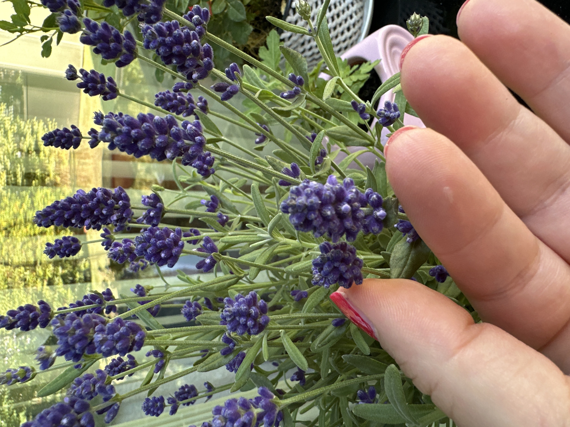 In Krefeld, Germany, a close-up shot features a person's hand reaching towards a cluster of blooming lavender plants. The lavender is a vibrant purple, with distinct flower spikes and green foliage. The hand, with painted red fingernails, is positioned in the foreground, with the fingertips gently touching or hovering near the lavender. The background is slightly blurred, showing a window with reflections of trees and greenery, suggesting an indoor setting with an outdoor view. A light pink plant pot is visible, partially obscured by the lavender. The lighting appears natural, casting soft shadows and highlighting the textures of the plants and skin.