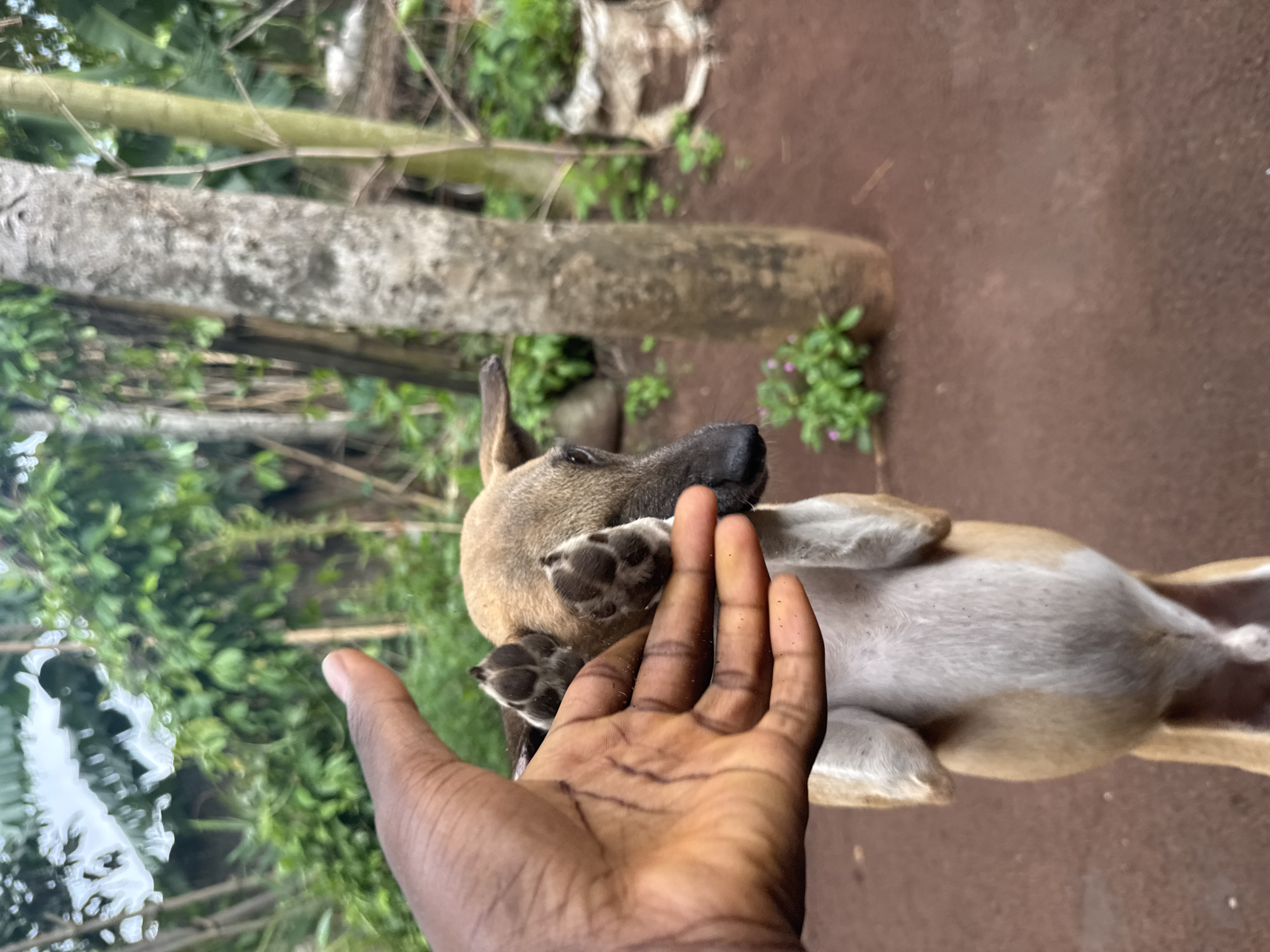 The image depicts a human hand interacting with a dog. The hand is brown, possibly male, and positioned palm-up towards the dog. The dog, which has tan and white fur, is lying on its back, appearing to offer its paw to the hand. The location appears to be outdoors, with green foliage and a tree visible in the background. The ground is a reddish-brown color. The specific location within the city of Oboama, Nigeria, cannot be determined from the image.