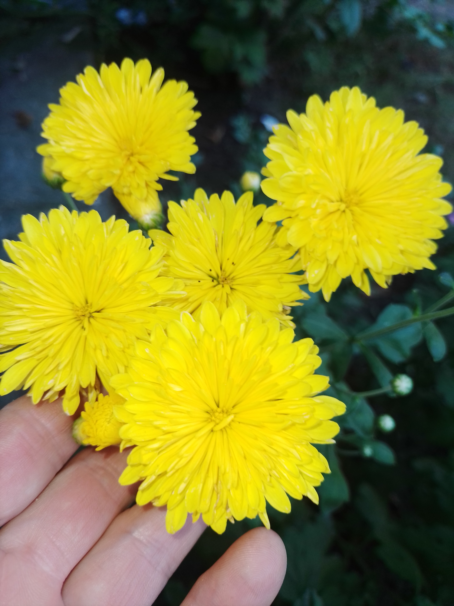 A close-up, slightly angled outdoor shot captures five bright yellow chrysanthemums in full bloom. The flowers dominate the frame with their intricate, petal-packed heads. In the lower left, a human hand is visible, its fingers gently supporting one of the flowers. The background consists of dark green foliage and out-of-focus green leaves, suggesting a garden setting. The scene appears to be in Ustyvytsia, Ukraine.