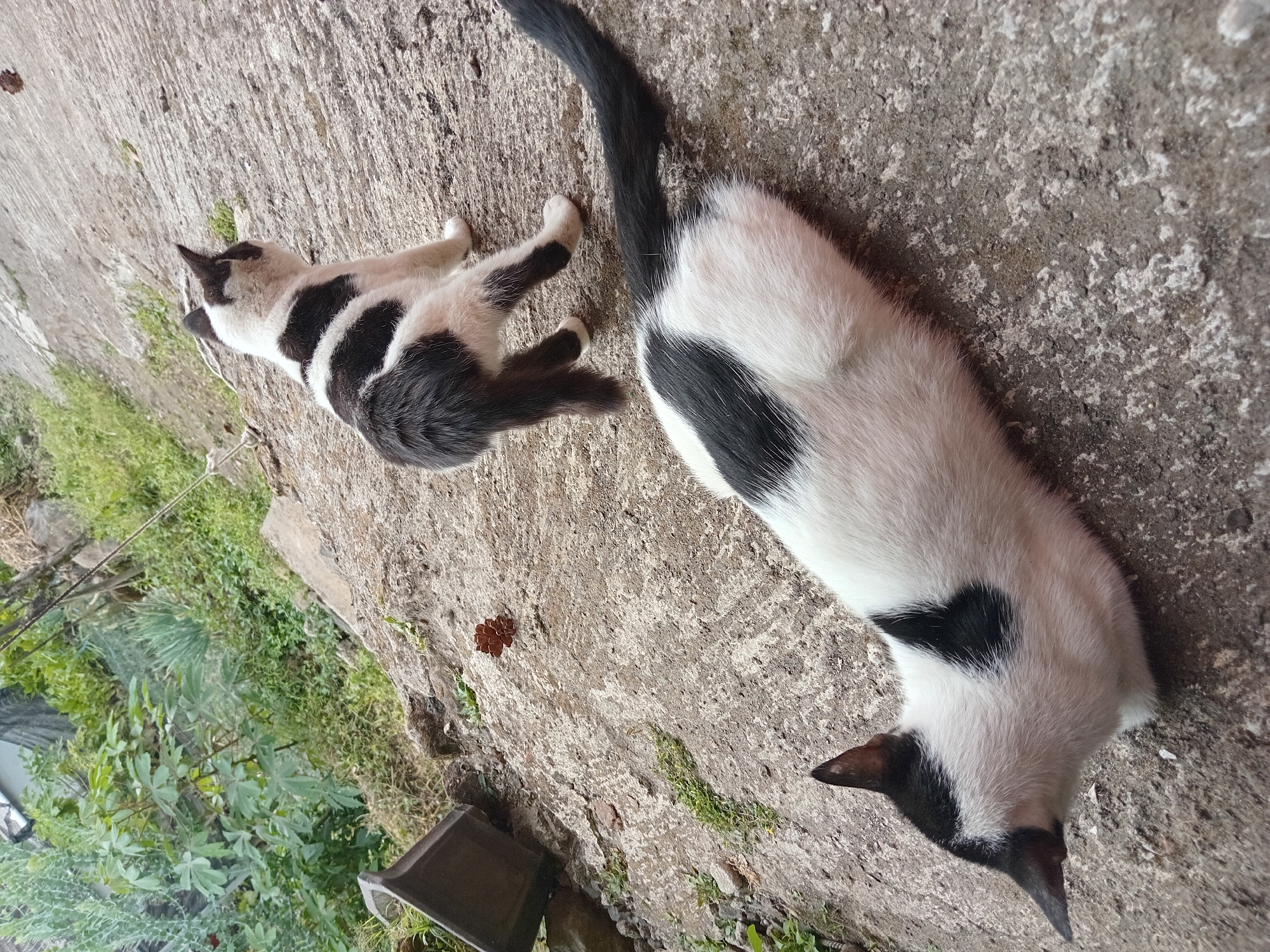 Two black and white cats are on a concrete surface outdoors. One cat is lying down in the foreground, facing left, with its head lowered. The other cat is standing in the background, facing away from the camera and looking upwards and to the right. The environment appears to be a sloping area with some greenery and a pot in the upper left corner. This scene is located in Claket, Indonesia.