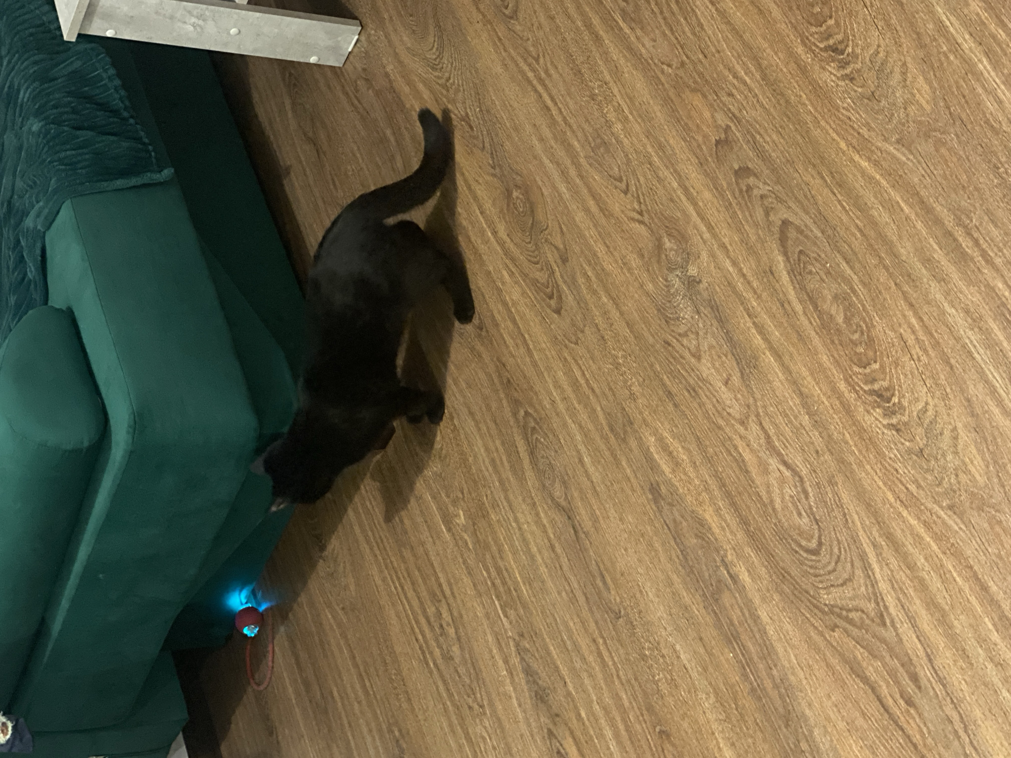 A dark-furred cat is positioned on a brown, wooden floor adjacent to a green sofa. A small, blue light is emitted from underneath the sofa near the cat. A small, red toy is also visible near the blue light.