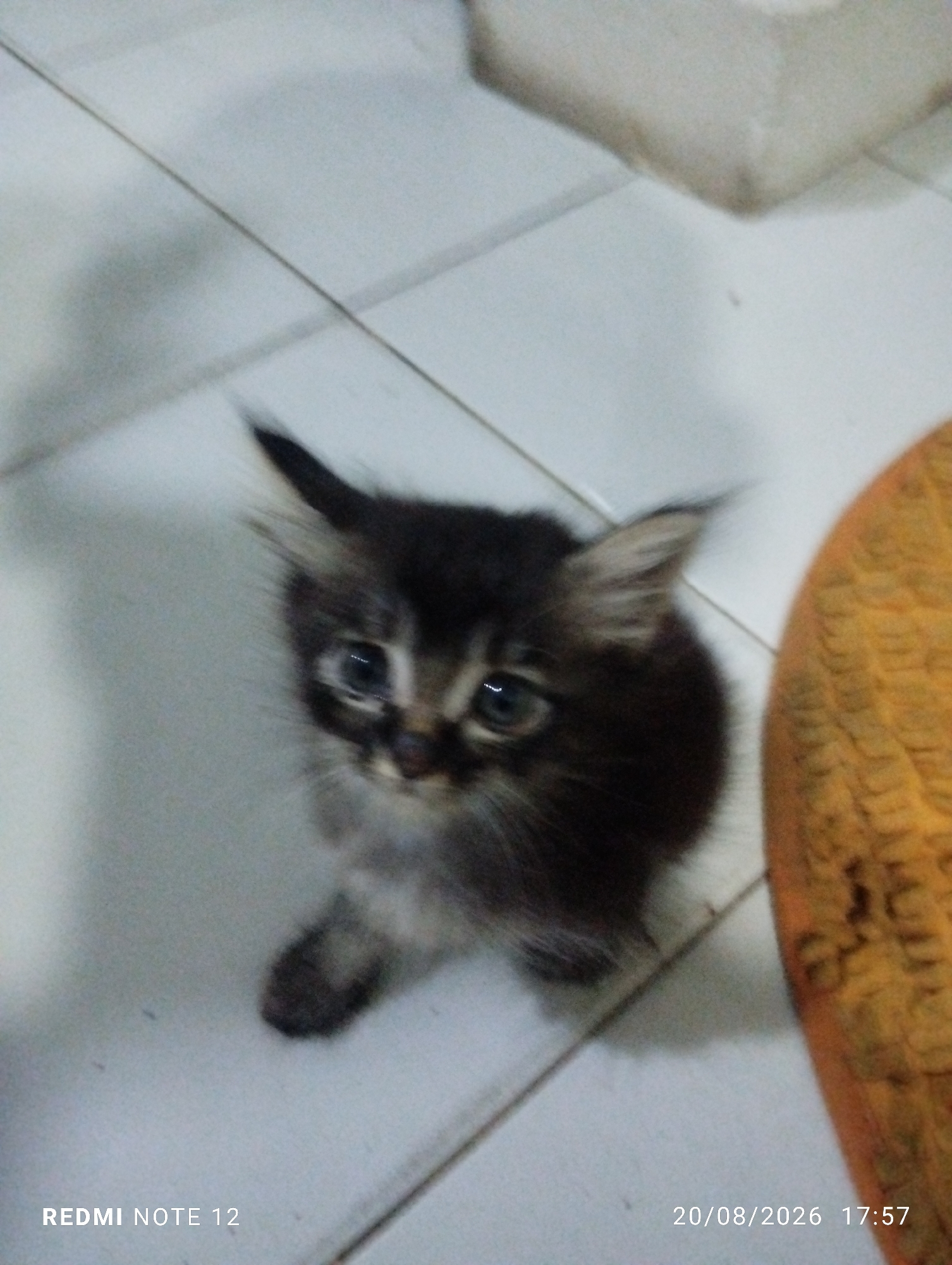 A young kitten with black and grey fur sits on a tiled floor, looking upwards. The kitten has large, light-colored eyes and fluffy fur around its face and ears. To the right of the kitten is a blurry, orange object. The floor tiles are a light color with visible grout lines. The timestamp "20/08/2026 17:57" and "REDMI NOTE 12" are visible in the bottom corners of the image. The overall scene is indoors, with the lighting suggesting it is not direct sunlight.