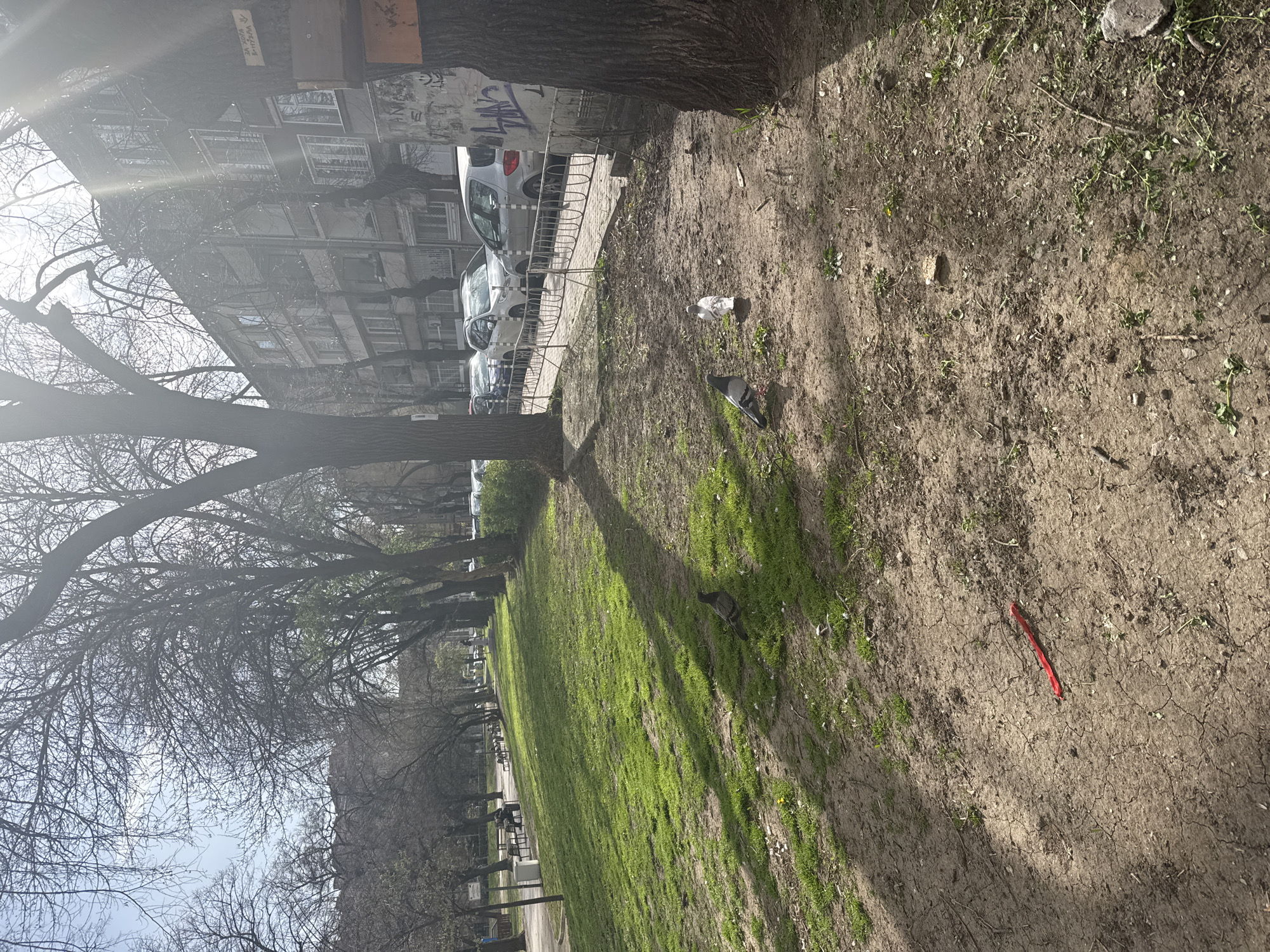 The image captures an outdoor scene along a street in Sofia, Bulgaria. The foreground comprises a narrow strip of ground, partially covered in young grass and bare patches of dirt, with small scattered debris including what appears to be a red plastic strip. Two pigeons are visible on the ground. Beyond this area lies a green strip of grassy lawn interspersed with tree shadows. The edges of the image show bare tree branches against a hazy sky. A row of parked cars is visible along the street adjacent to an apartment building. The building has multiple stories and a weathered facade.