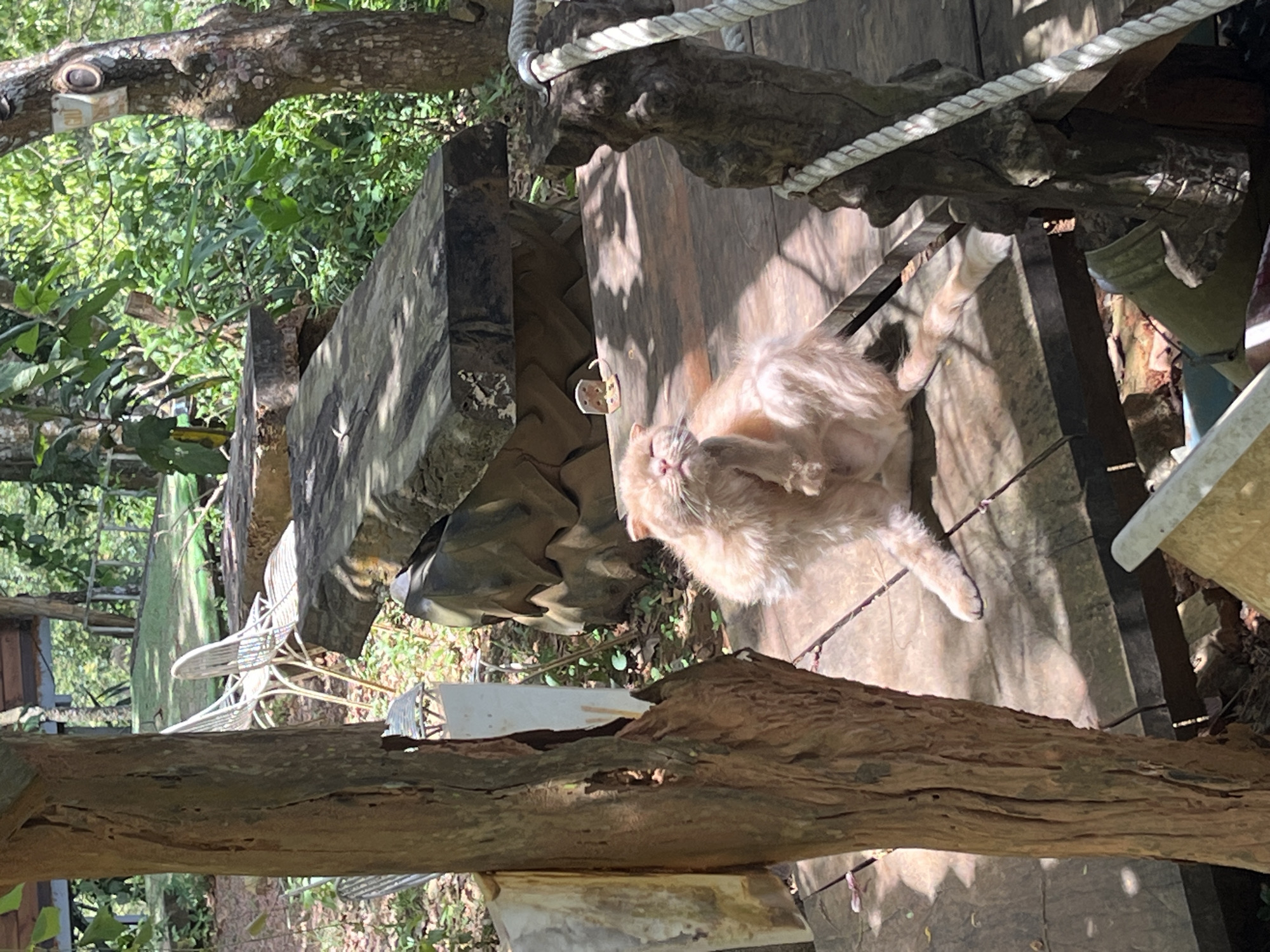 A fluffy, light-orange cat is scratching itself with its hind leg on a wooden platform outdoors, possibly in Sơn Điền, Vietnam. The cat is in the foreground, with its eyes closed and its fur appearing tousled. Sunlight dapples the wooden surface around the cat. In the background, there is lush green foliage, trees, and some outdoor furniture, including white chairs and large, flat stone slabs that may serve as tables or seating. A rope railing is visible on the right side of the image. The setting appears to be a natural, possibly resort-like, environment.