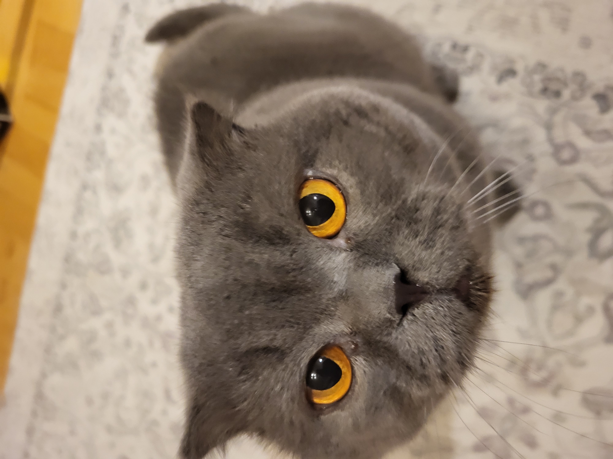 A close-up, high-angle shot shows a gray British Shorthair cat with striking amber eyes, looking directly at the camera. The cat's face is centered, and its fur appears soft and dense. Its ears are slightly flattened, characteristic of the breed. The background is a textured carpet with a light color and a subtle floral pattern, and a blurred wooden floor is visible in the upper portion of the image. The lighting is soft, highlighting the cat's features.