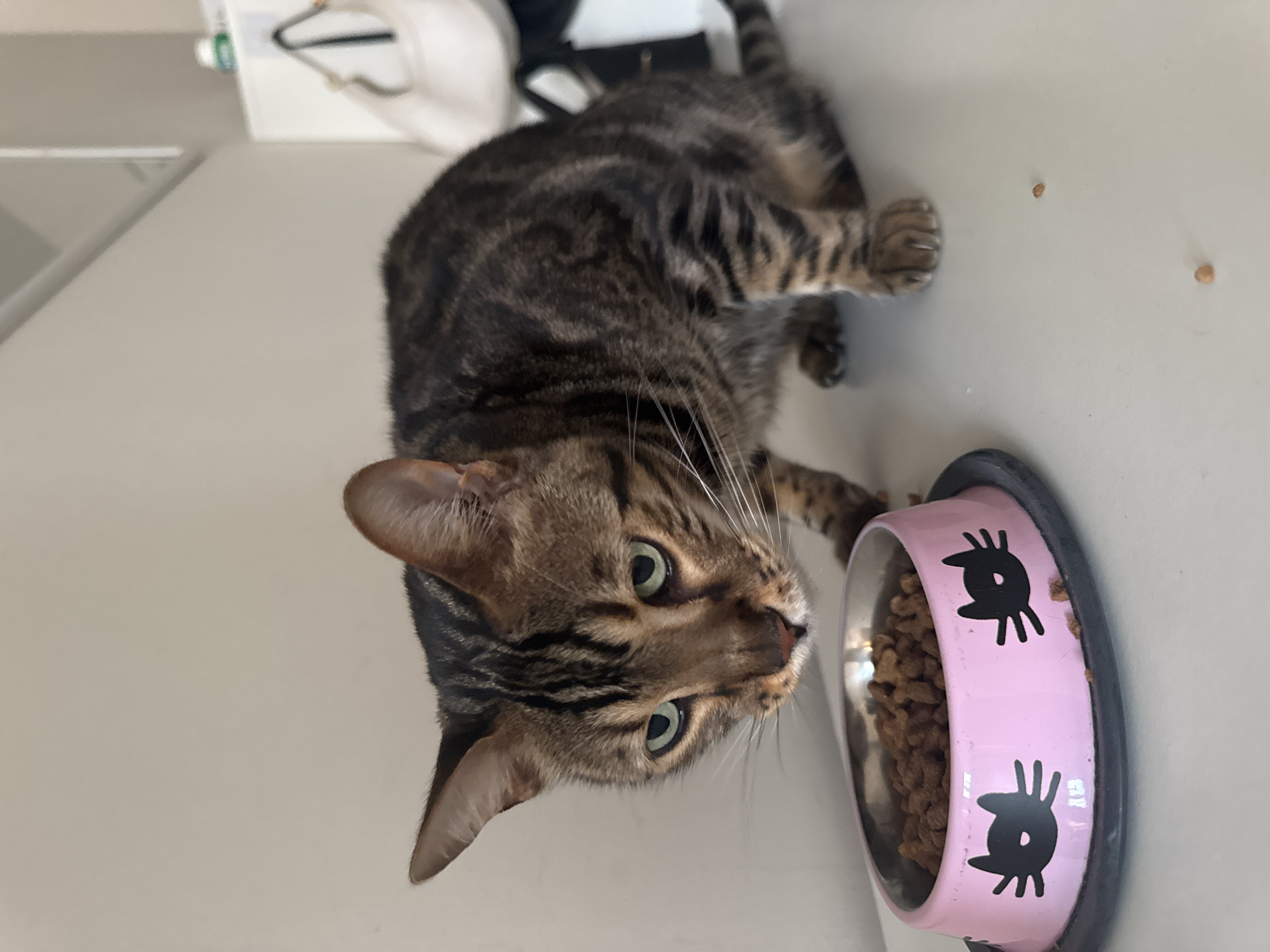 A brown and black tabby cat is shown in profile, looking down at a pink pet food bowl filled with kibble. The cat is crouched on a white surface, with its head lowered towards the bowl. The bowl has black cat face designs on it. There are a few stray pieces of kibble scattered on the white surface around the bowl. The background is a plain, light-colored wall. The scene is indoors and appears to be a domestic setting. The location of Agios Tychona Community, Cyprus is not depicted in this image.