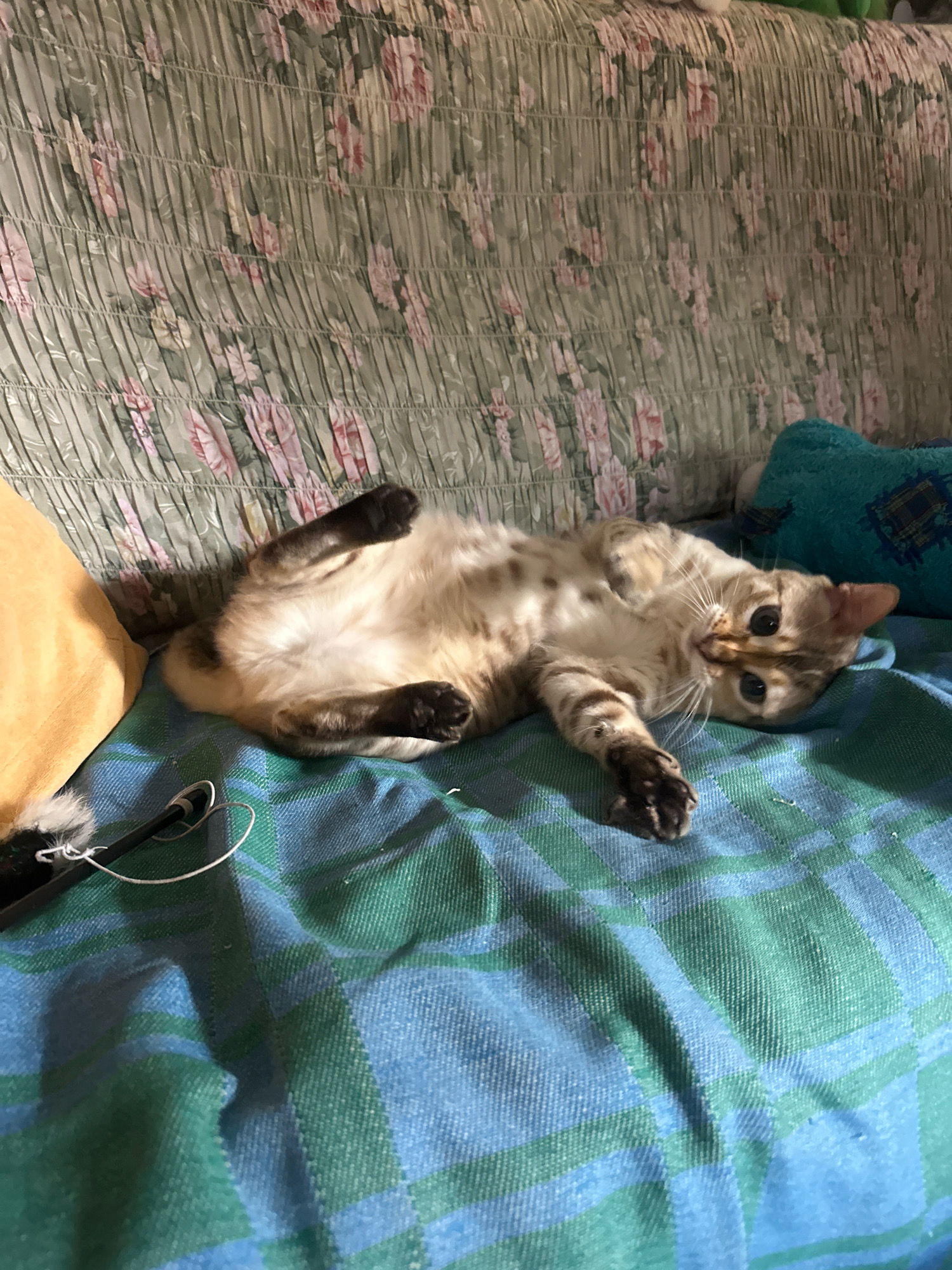 A tan and brown spotted cat is lying on its back on a blue and green plaid blanket. The cat's belly is exposed, and its paws are curled upwards. The cat's eyes are wide open and looking towards the camera. To the left of the cat is a yellow pillow. Behind the cat, a floral patterned couch can be seen. To the right of the cat, a teal-colored pillow is visible. The scene appears to be indoors, possibly in a living room or bedroom. The location of Памяти Революции 1905 Снт, Russia, is not depicted or suggested by the image.