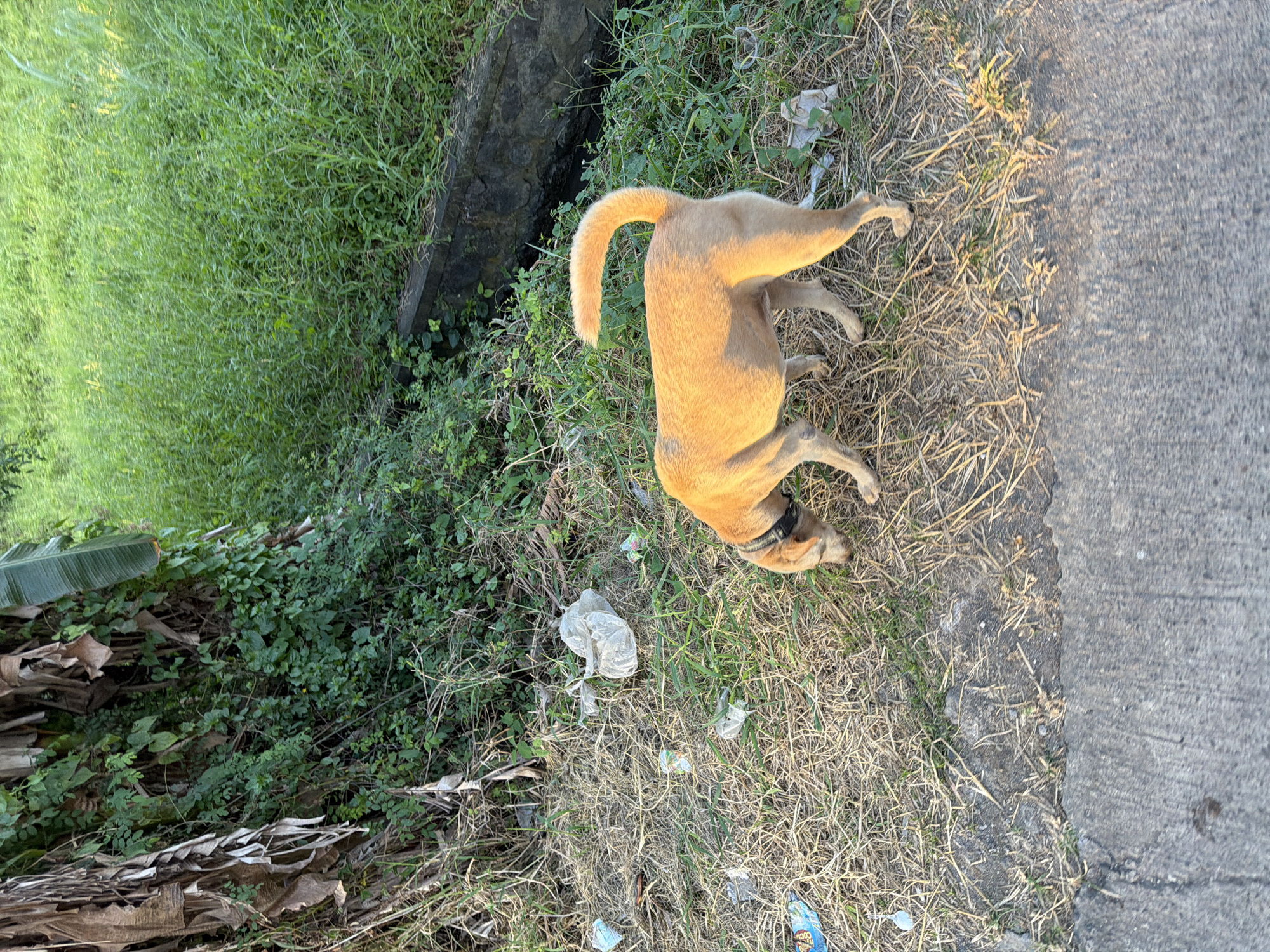 This image, captured in North Kuta, Indonesia, depicts a sunlit, semi-urban or rural roadside scene. In the foreground, a rough concrete path occupies the bottom quarter of the frame. Adjacent to the path, extending into the midground, is an area of dry, light brown grass and soil sparsely intermixed with patches of green growth. This ground is littered with several discarded items, primarily crumpled clear plastic bags and various colorful plastic wrappers. A medium-sized, short-haired dog with light brown fur, wearing a dark collar, is positioned centrally, sniffing the litter-strewn ground. Its tail is curled upward over its back. To the left, a dense cluster of vegetation includes dried, decaying banana leaves and stalks, interwoven with vibrant green climbing plants and shrubs. In the background, beyond a low, dark concrete or stone retaining wall or drainage structure, extends a wide expanse of tall, lush green grass. The scene is illuminated by warm, low-angle sunlight, indicative of either early morning or late afternoon.