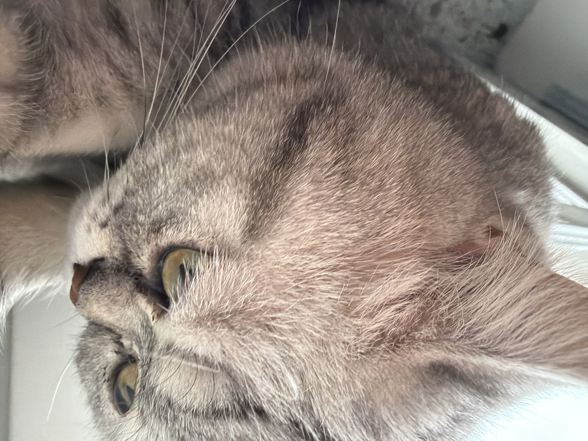 The image shows a close-up of a gray tabby cat. The cat has green eyes, a pink nose, and white whiskers. The cat's fur is short and dense. The background is blurry and out of focus, but appears to be a light-colored surface. There is no information to indicate that the image was taken in Chaikovsky, Russia.