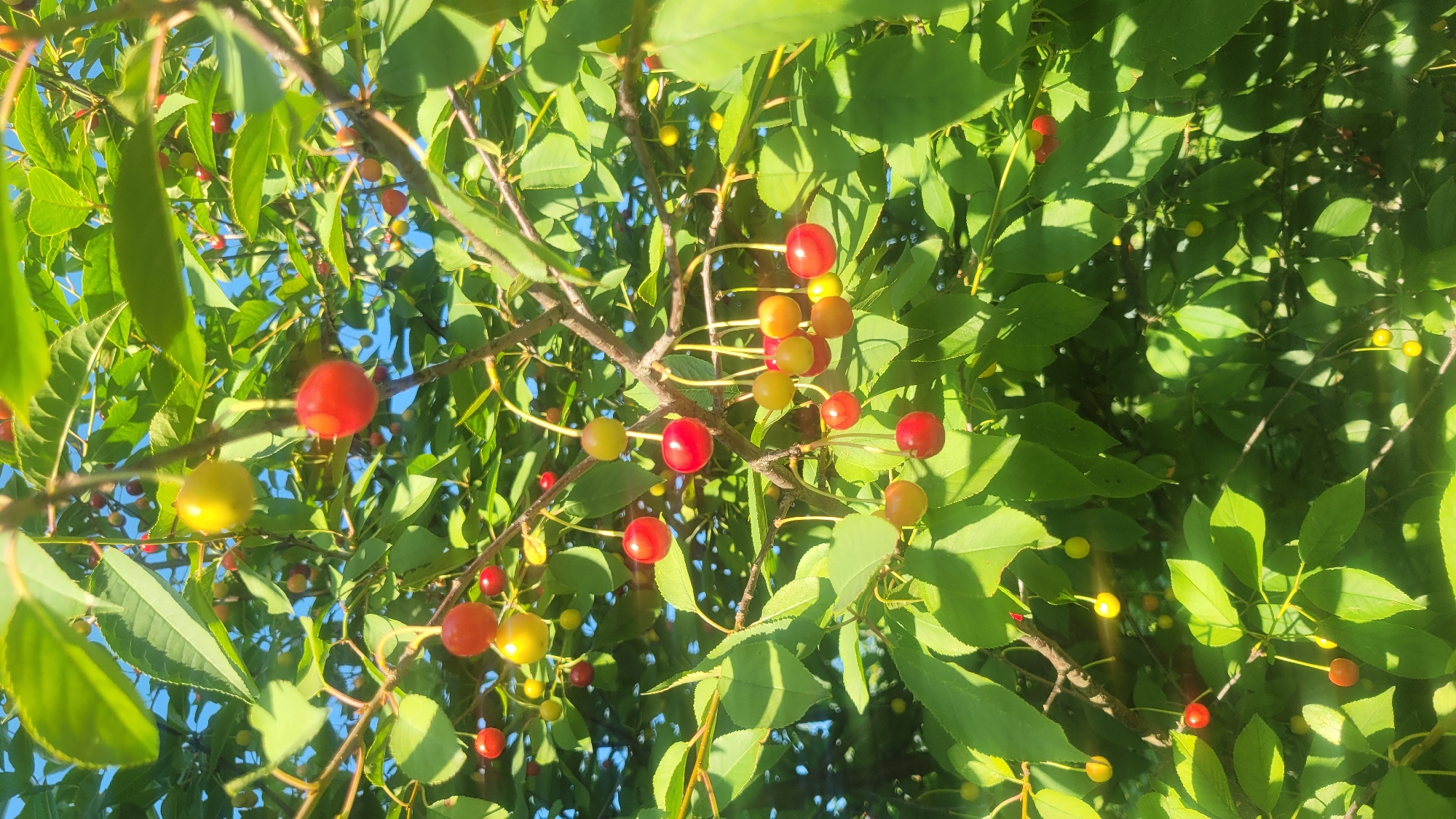 This is a close-up, low-angle, outdoor shot of a cherry tree with ripe and unripe cherries. The cherries are a mix of red, yellow, and orange, and they hang in clusters from thin branches. The tree is laden with bright green leaves, some of which are backlit by the sun, creating a dappled light effect. The sky is visible in the background, a clear, bright blue. The sun is shining, suggesting it's a bright, clear day, likely during daylight hours due to the strong sunlight and shadows. The focus is on the fruit and foliage, emphasizing the natural beauty of the tree and its bounty. There are no people or text visible in the image. The scene evokes a sense of freshness and the peak of summer or late spring.
