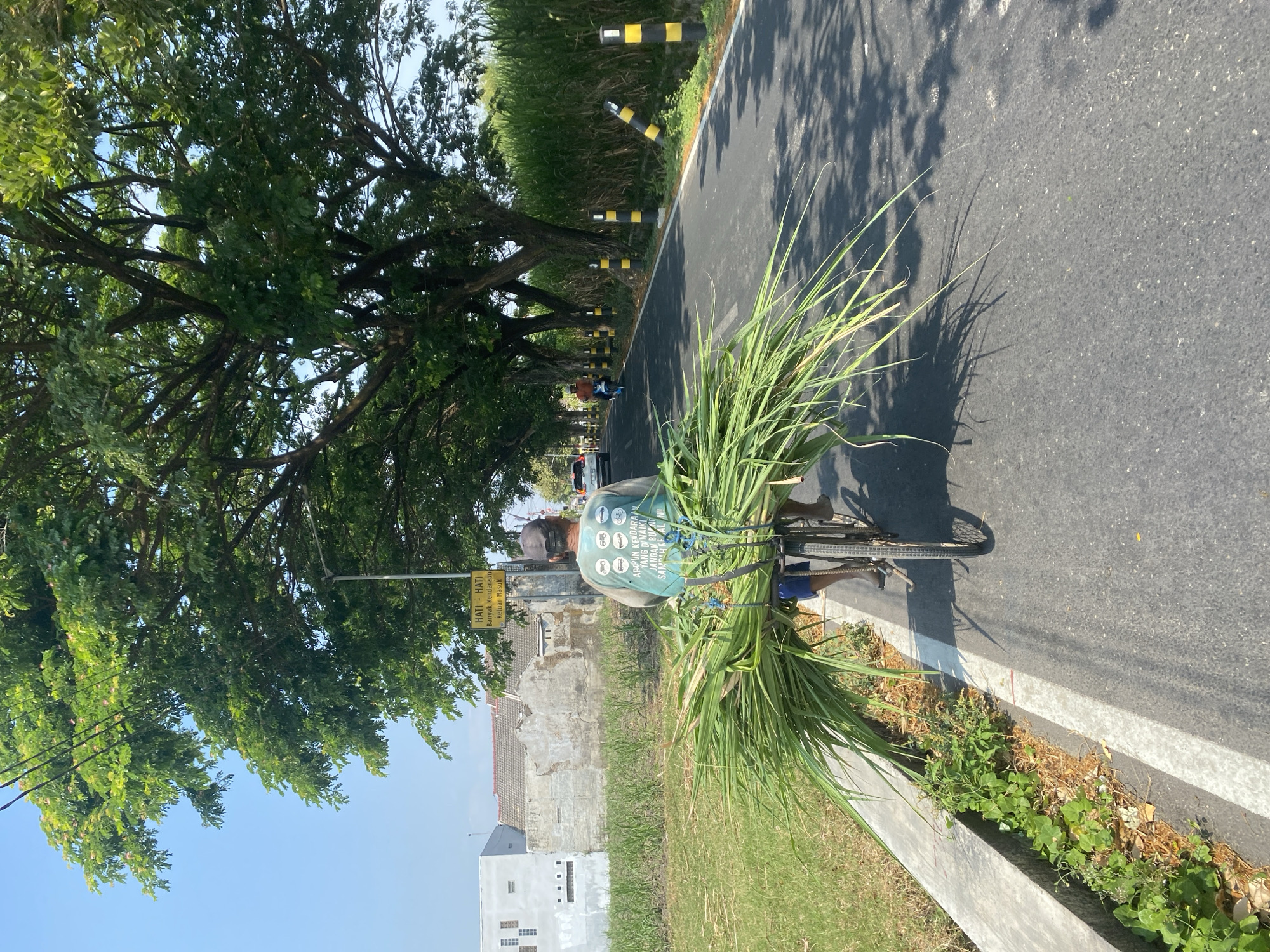 A man rides a bicycle down a paved road, carrying a large bundle of green grass on the back. The man is wearing a dark baseball cap and a light green long-sleeved shirt with a graphic print. He is wearing dark shorts. The road is lined with trees on the left and tall green grass on the right. In the background, there are buildings and a clear blue sky. A yellow sign with Indonesian text is visible on a pole on the left side of the road. This scene is located in Kediri City, Indonesia.