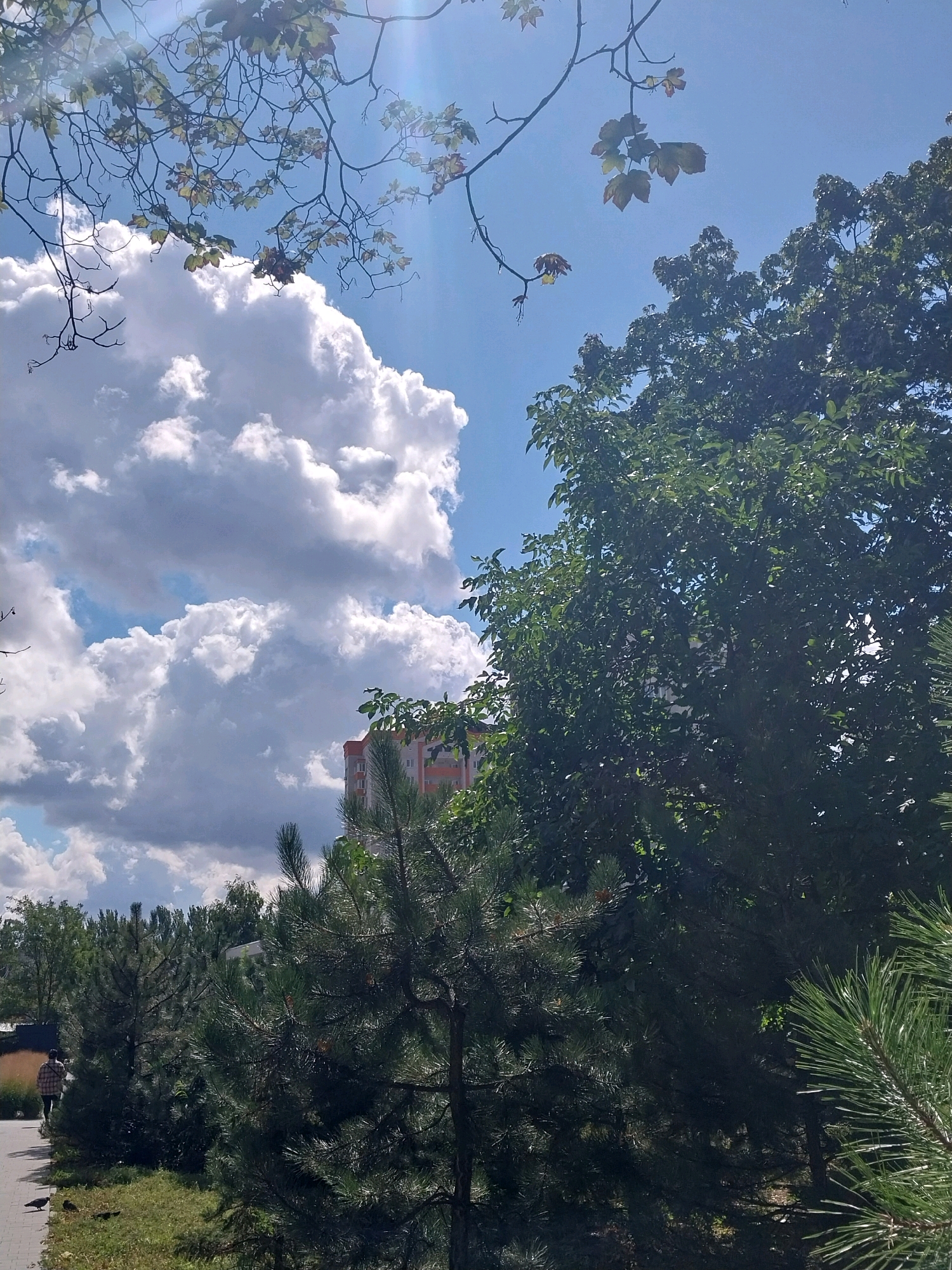 The image captures a view from a park in Dnipro, Ukraine, on a sunny day with scattered clouds. In the foreground, pine trees with vibrant green needles are visible, some partially obscuring the view of a building in the background. The building appears to be multi-story with orange and white accents and is partially hidden by the dense foliage of a deciduous tree. A paved walkway runs along the left side of the image, where a person with dark hair wearing a plaid shirt and dark pants is walking away from the camera. Two pigeons are visible on the walkway and grass. In the upper portion of the image, a bright blue sky with large, fluffy white clouds is prominent, with branches of a deciduous tree silhouetted against it. The overall scene suggests a pleasant outdoor setting within a city.