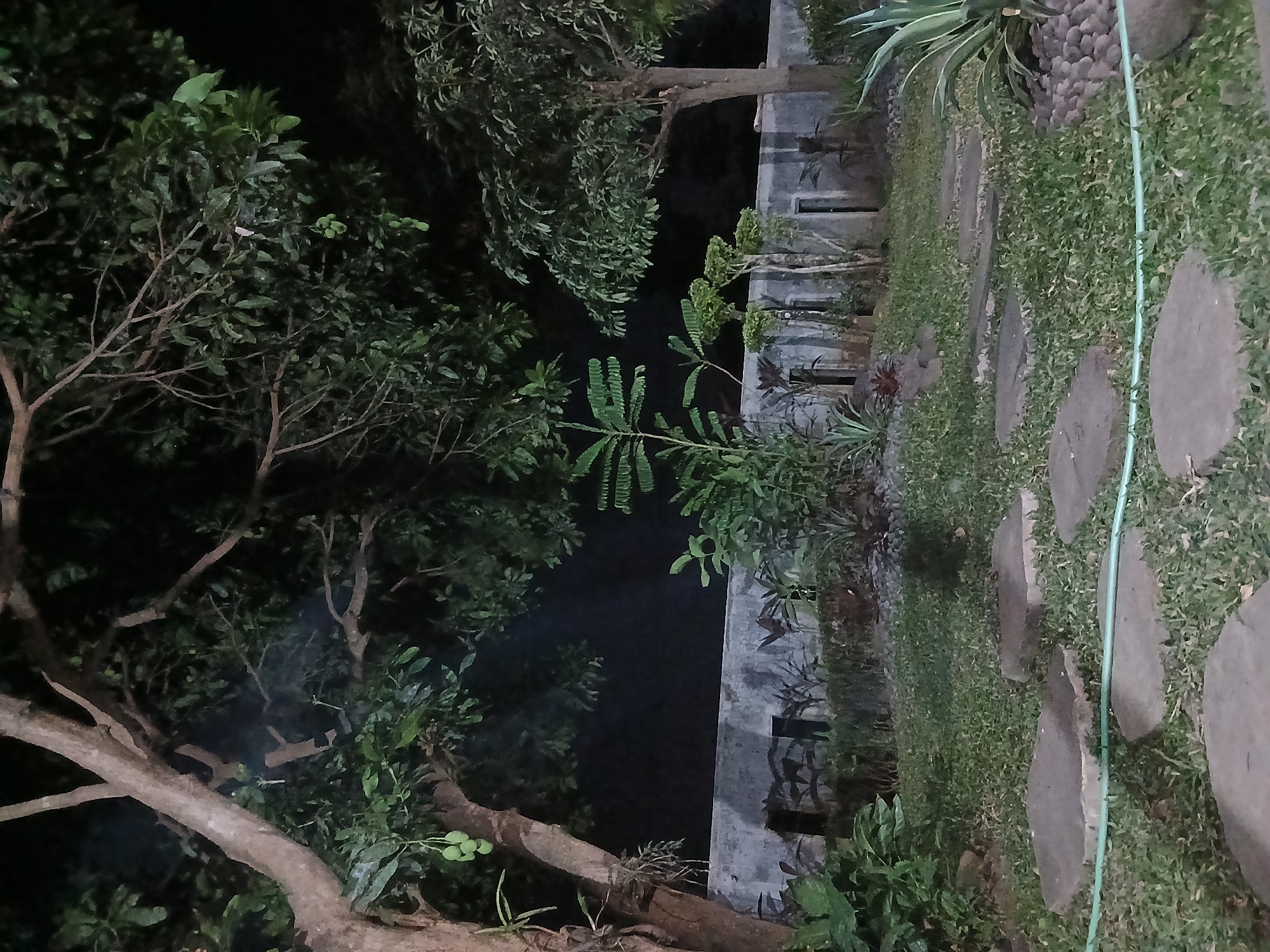 The image depicts a nighttime view of a garden area in Tenggarang, Indonesia. The foreground features a path of stepping stones laid across a grassy lawn, with a light green hose partially visible. Beyond the lawn, a low, grey concrete wall runs horizontally across the mid-ground. This wall is interspersed with vertical posts and appears to separate the garden from another area. Various plants and trees are present throughout the scene, including a large tree with a thick trunk on the left, bearing several green fruits. Other foliage includes leafy plants and smaller, sculpted bushes near the wall. The background is dark, suggesting nighttime, with minimal light sources visible. No people or animals are present in the frame.